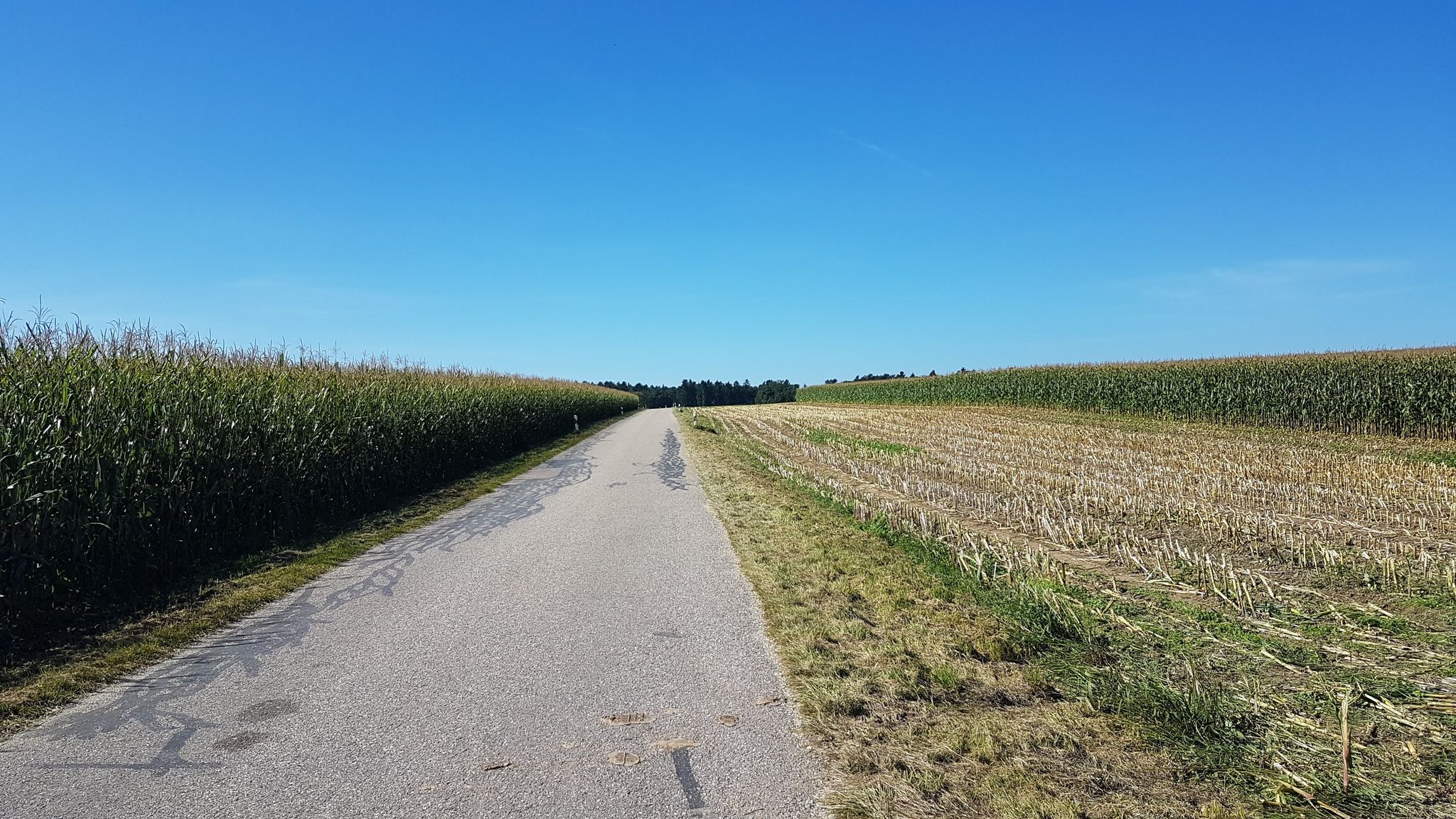 asphaltierter Wirtschaftsweg 