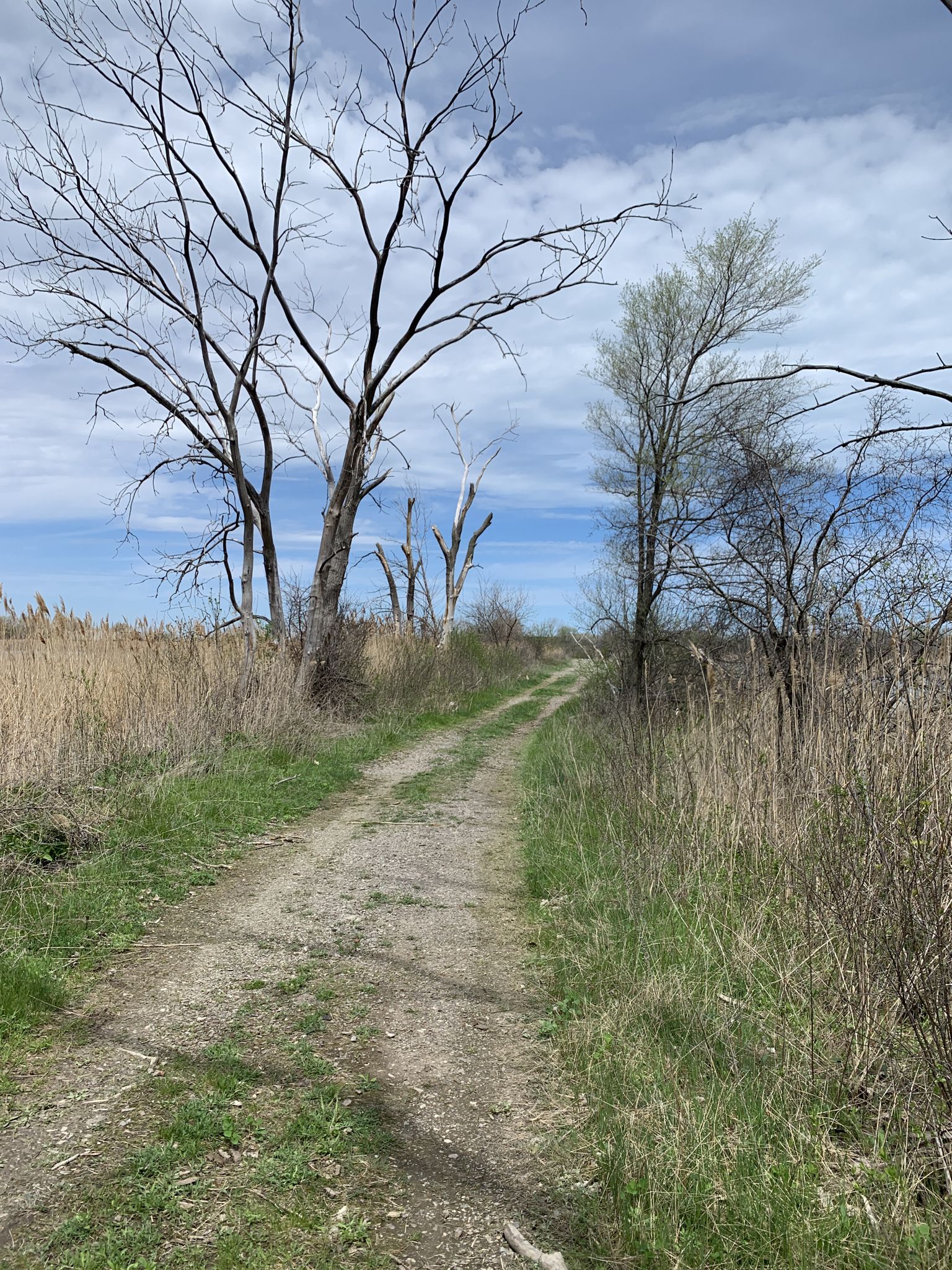 A dirt path winds through tall grass and bare trees under a cloudy sky. - Hammond South Shore Train Station to Big Marsh Park