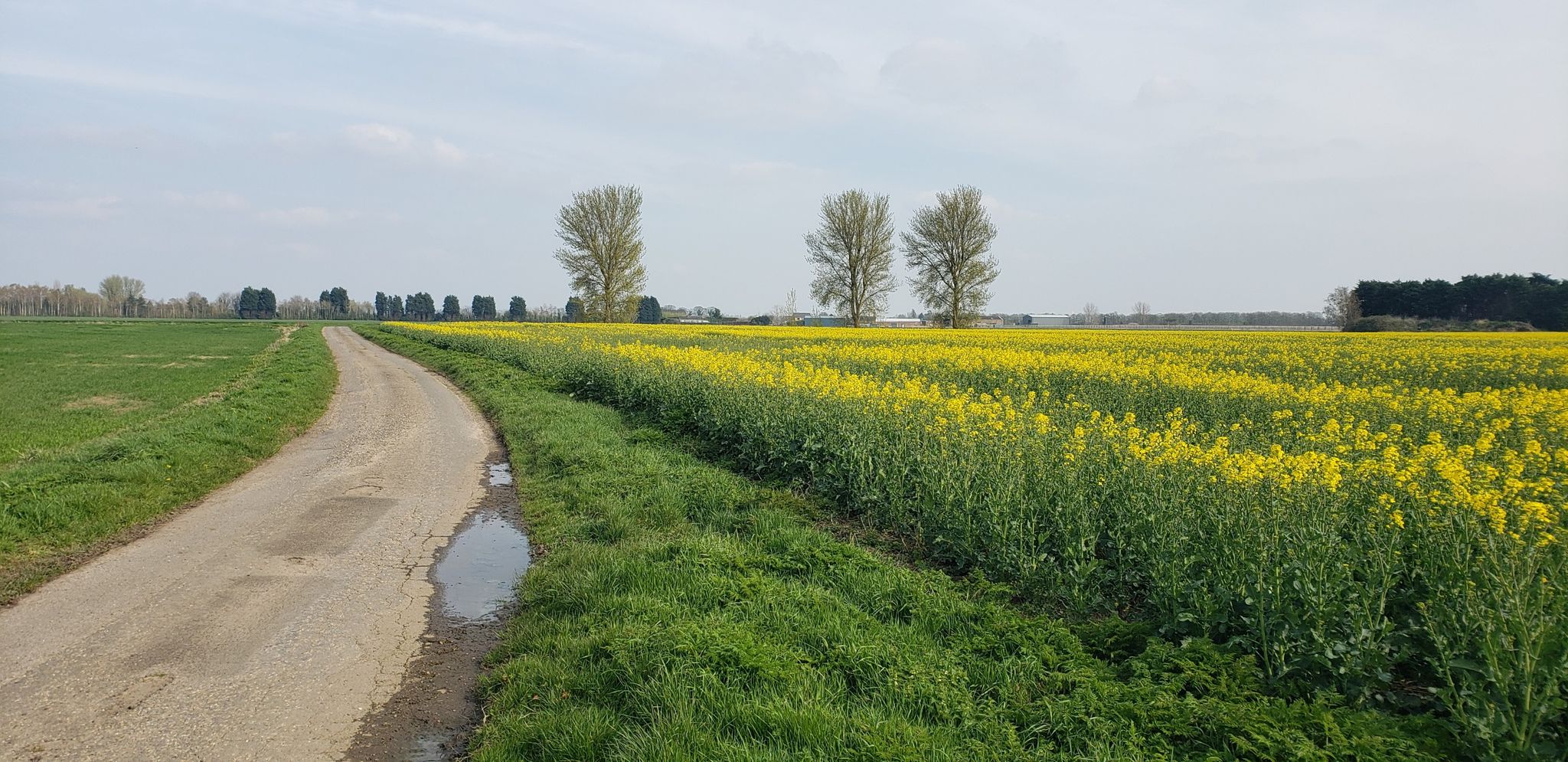 Fields of Yellow