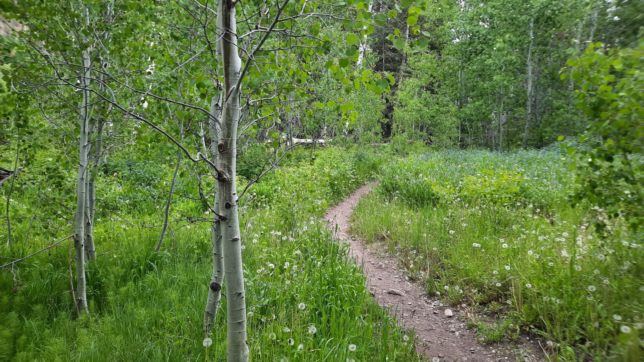 A narrow dirt path winds through a lush green forest with aspen trees. - Baker Creek Loop