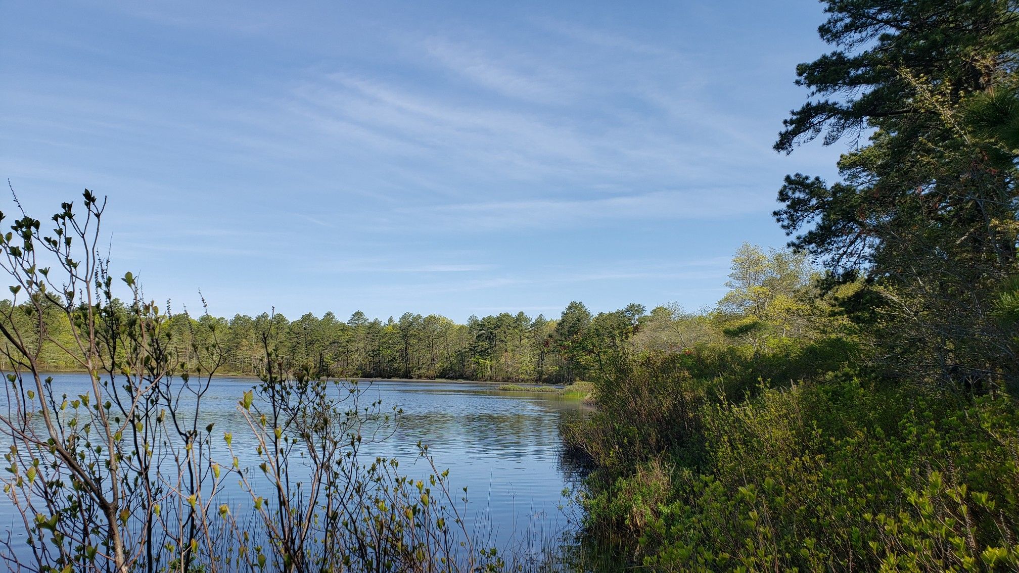 A calm lake surrounded by a dense green forest under a bright blue sky. - Calverton Pond Loop