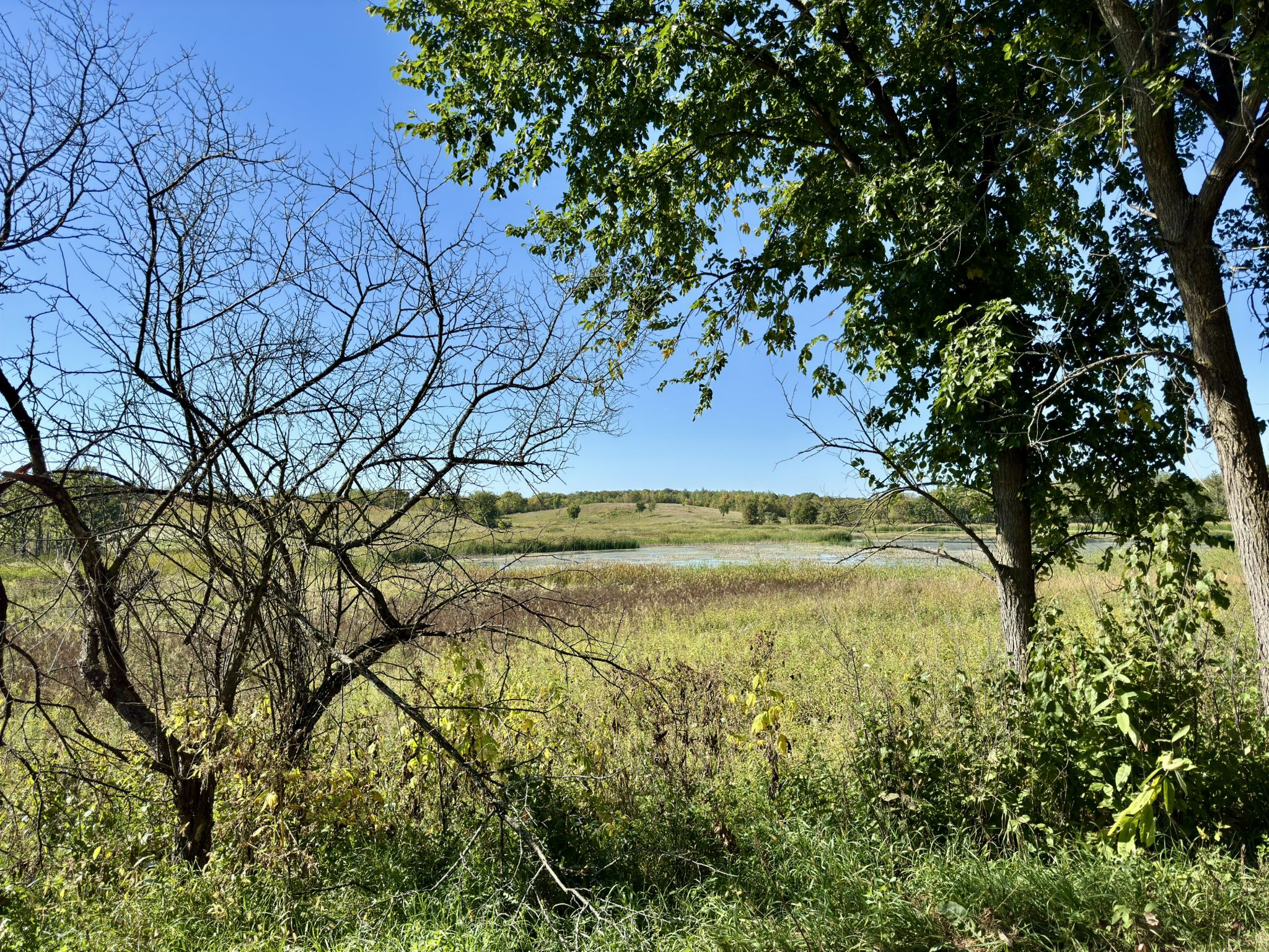 Field with distant water, framed by trees and brush under a clear sky. - Lake Rebecca Paved Loop