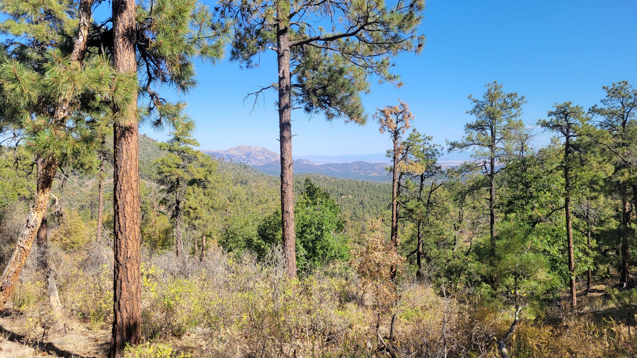 Tall pine trees frame a sunny mountain landscape under a clear blue sky. - Sierra Prieta Trail