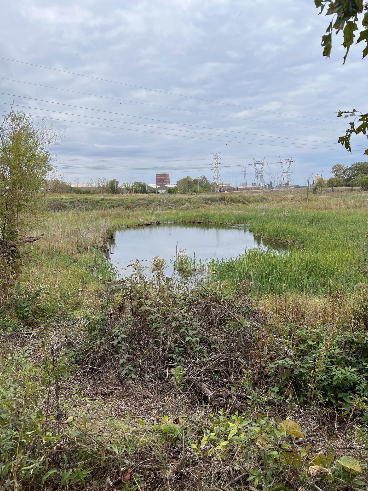 A small pond in a grassy field under an overcast sky. - Dunes Long Trail Alternates