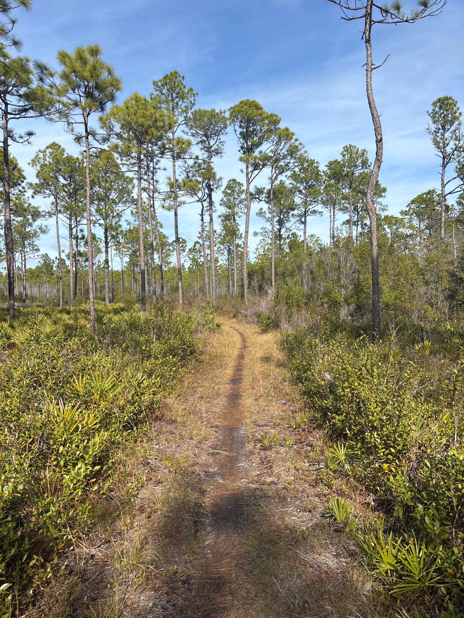 A winding dirt path through a sunny pine forest with green undergrowth. - Eastern Lake Trail loop