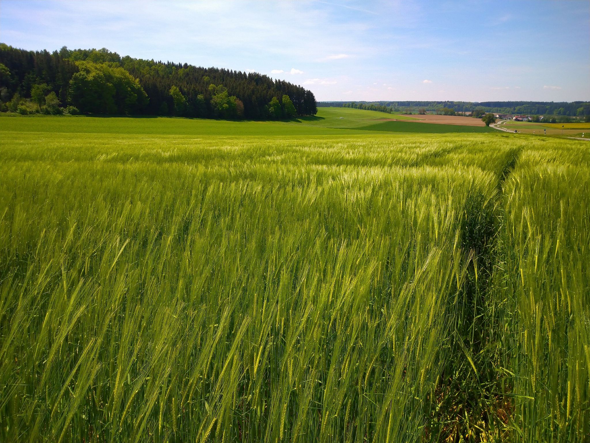 Das Spiel, der Wind 🌬️ mit dem Weizenfeld