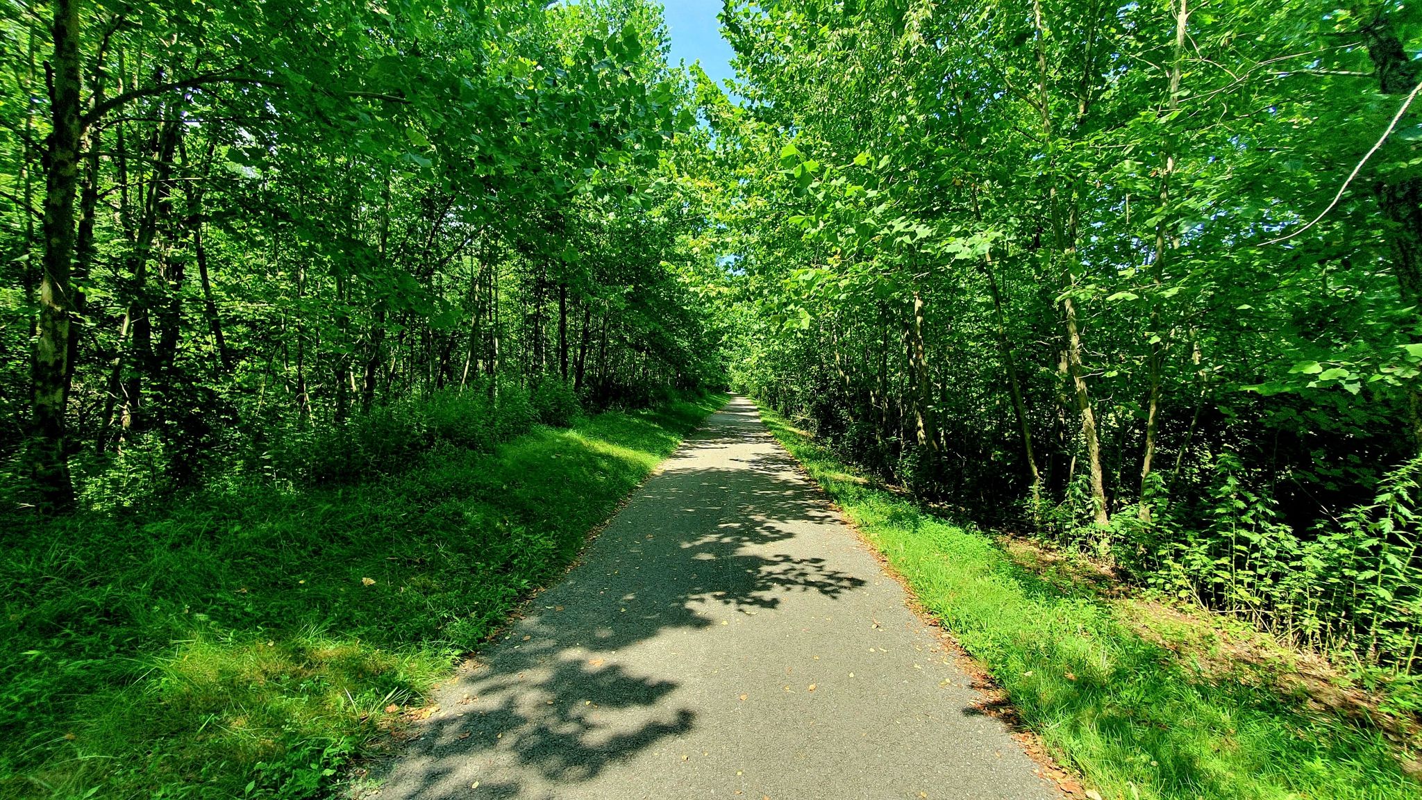 Shaded paved path winding through a dense, vibrant green forest. - Roadbike loop from Weirton