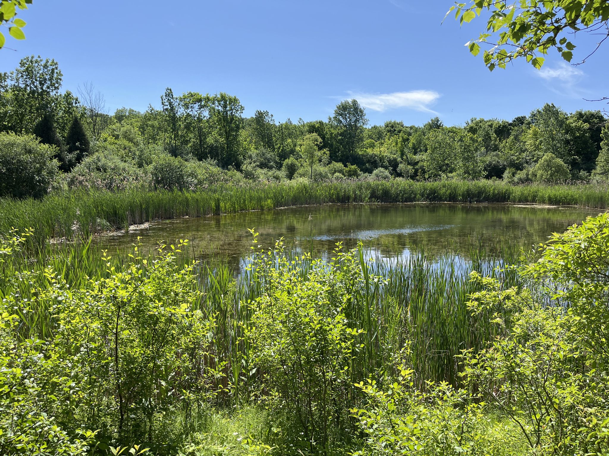 Sunny pond surrounded by lush green trees and tall reeds under a blue sky. - Woodland Hills Loop