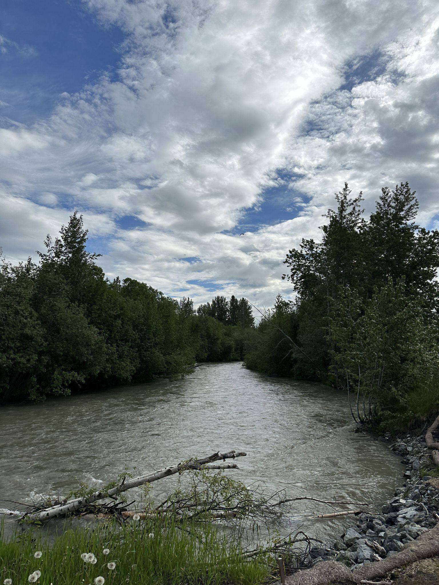 A river flows between dense green trees under a bright, cloudy sky. - Alaska Railroad locomotive – Ship Creek Trail loop from Anchorage