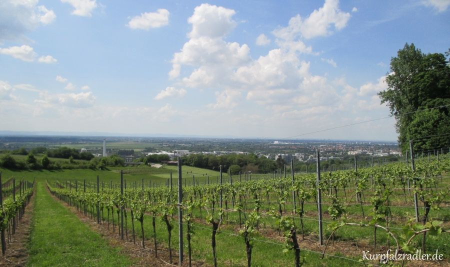 Blick in die Rheinebene