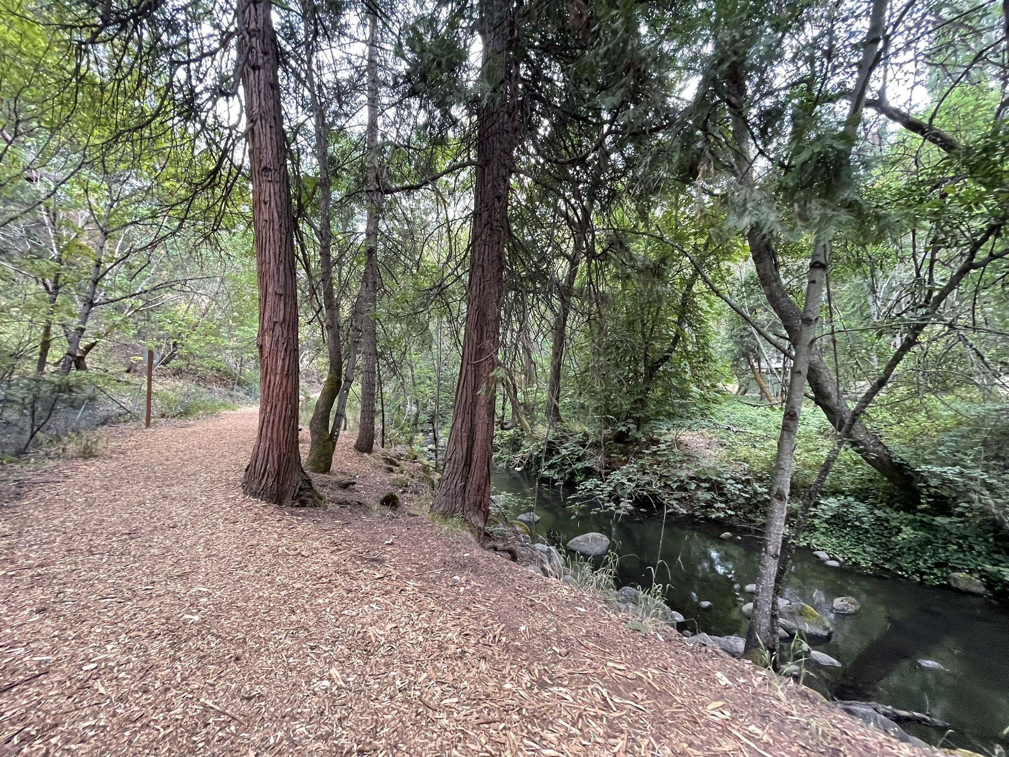 A dirt path alongside a calm stream, surrounded by tall trees. - Historic Downtown Ashland & Lithia Park Japanese Garden loop