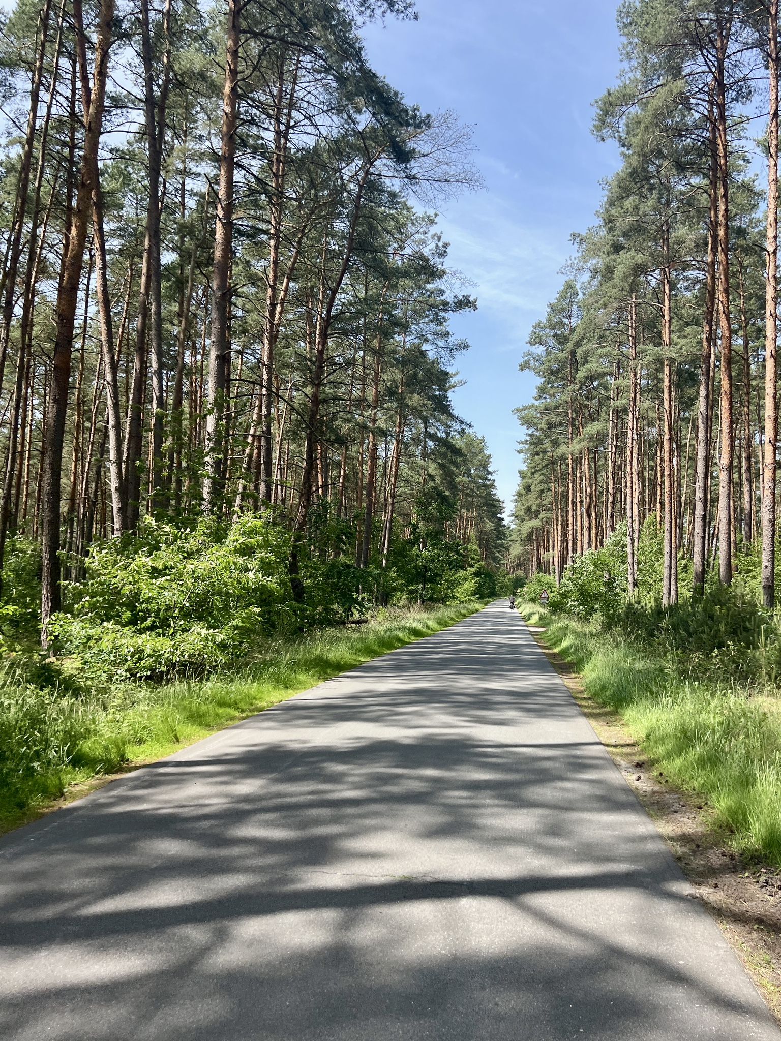 Geniale Hügel zwischen Steimbke und Sonnenborstel: Speed:49,9 km/h 😂