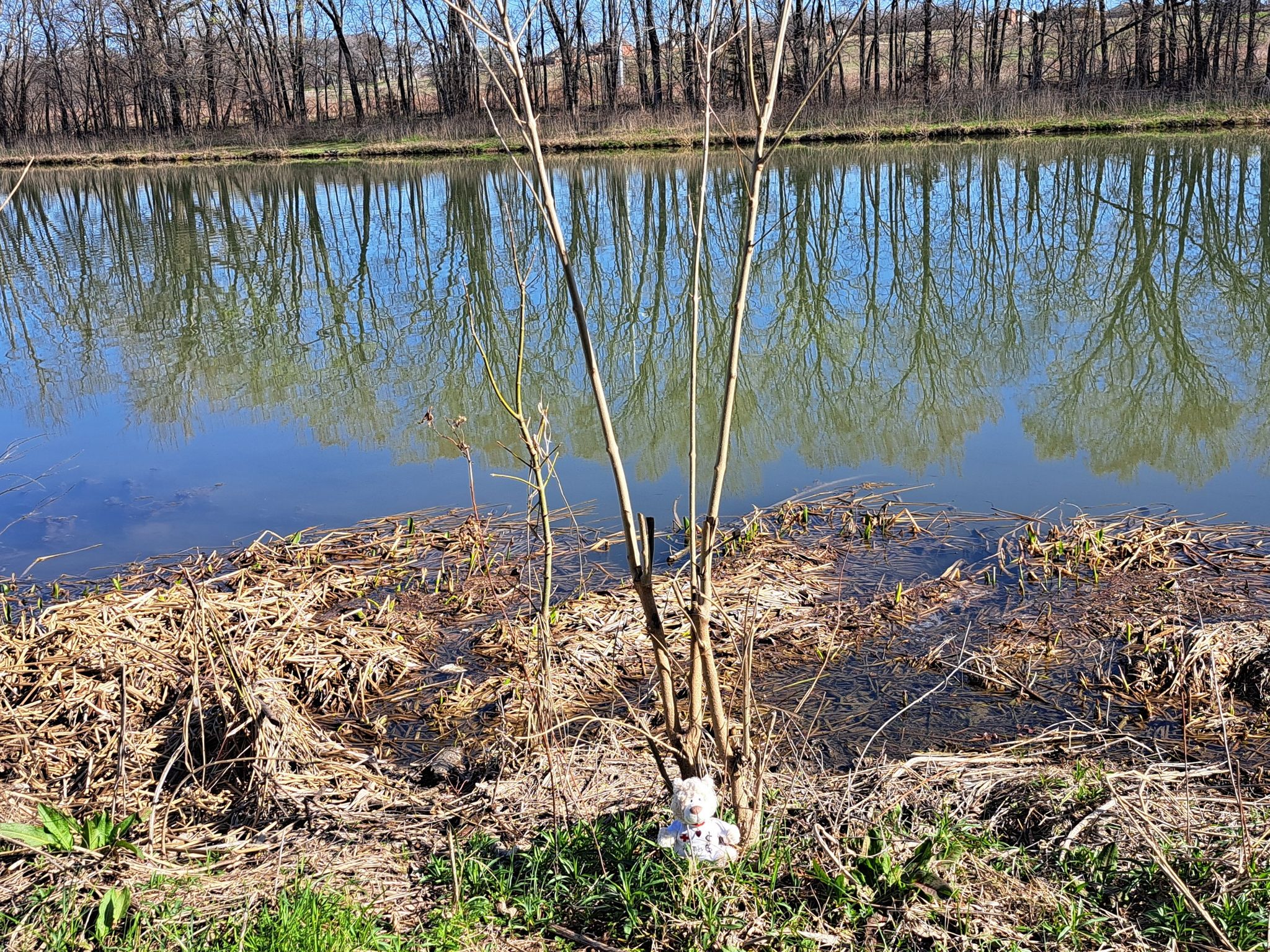 A small teddy bear sits by a lake reflecting bare trees. - Rowlett Creek Trails – Oak Point Park Pond loop from Shiloh Road