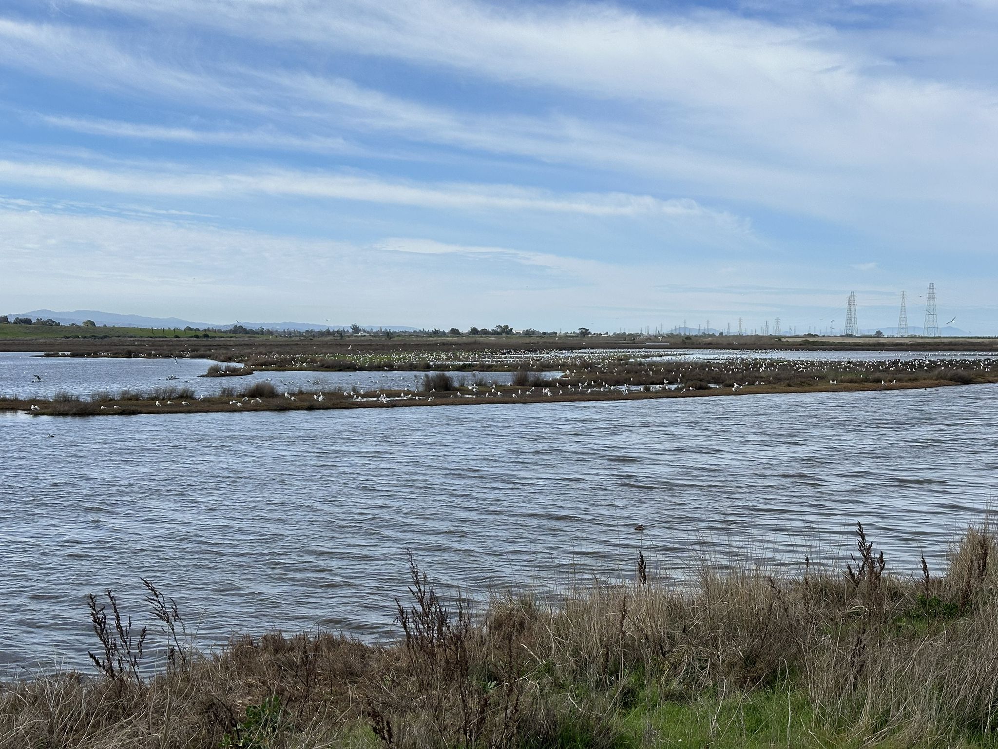 Wide body of water with distant land, birds, and power lines under a cloudy sky. - Adobe Creek Loop Trail