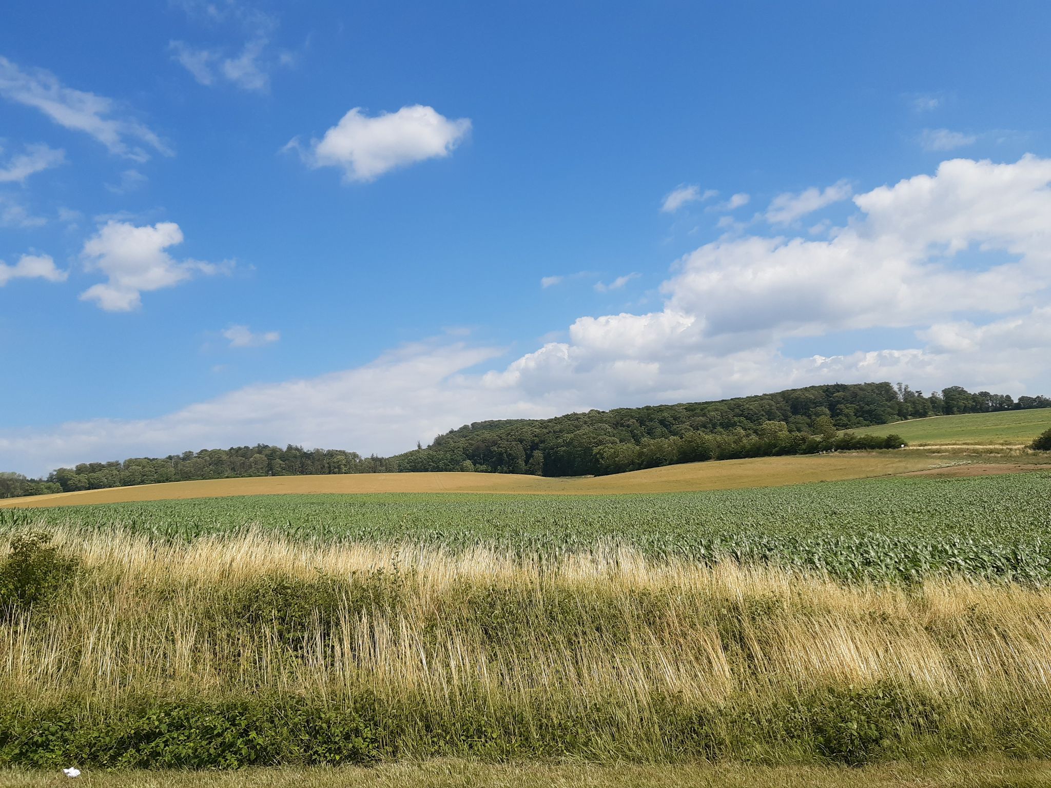 drüben am Waldrand der Hinweg