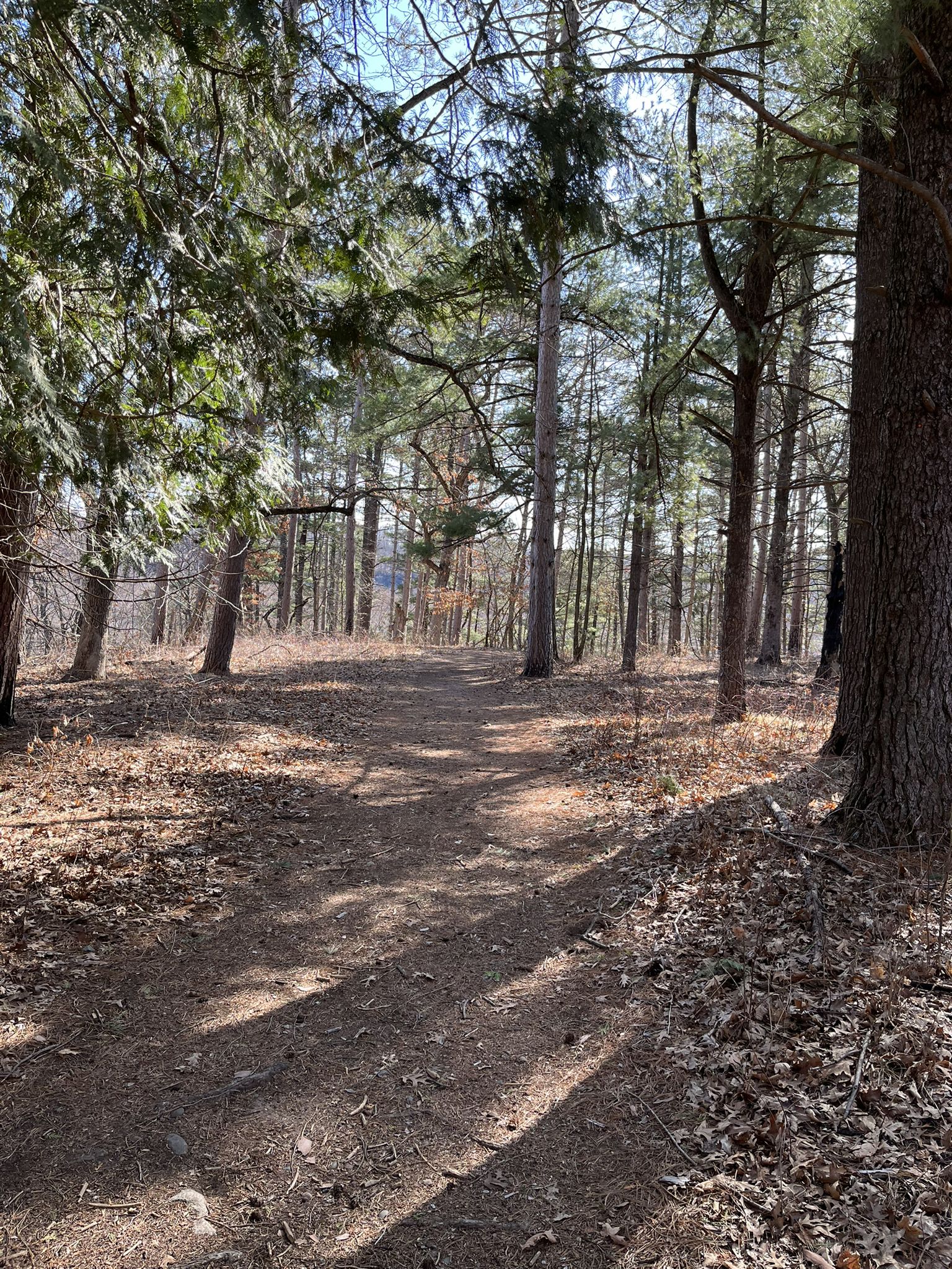 A sunlit dirt path winds through a forest with tall trees and fallen leaves. - Arcola Bluffs Trail