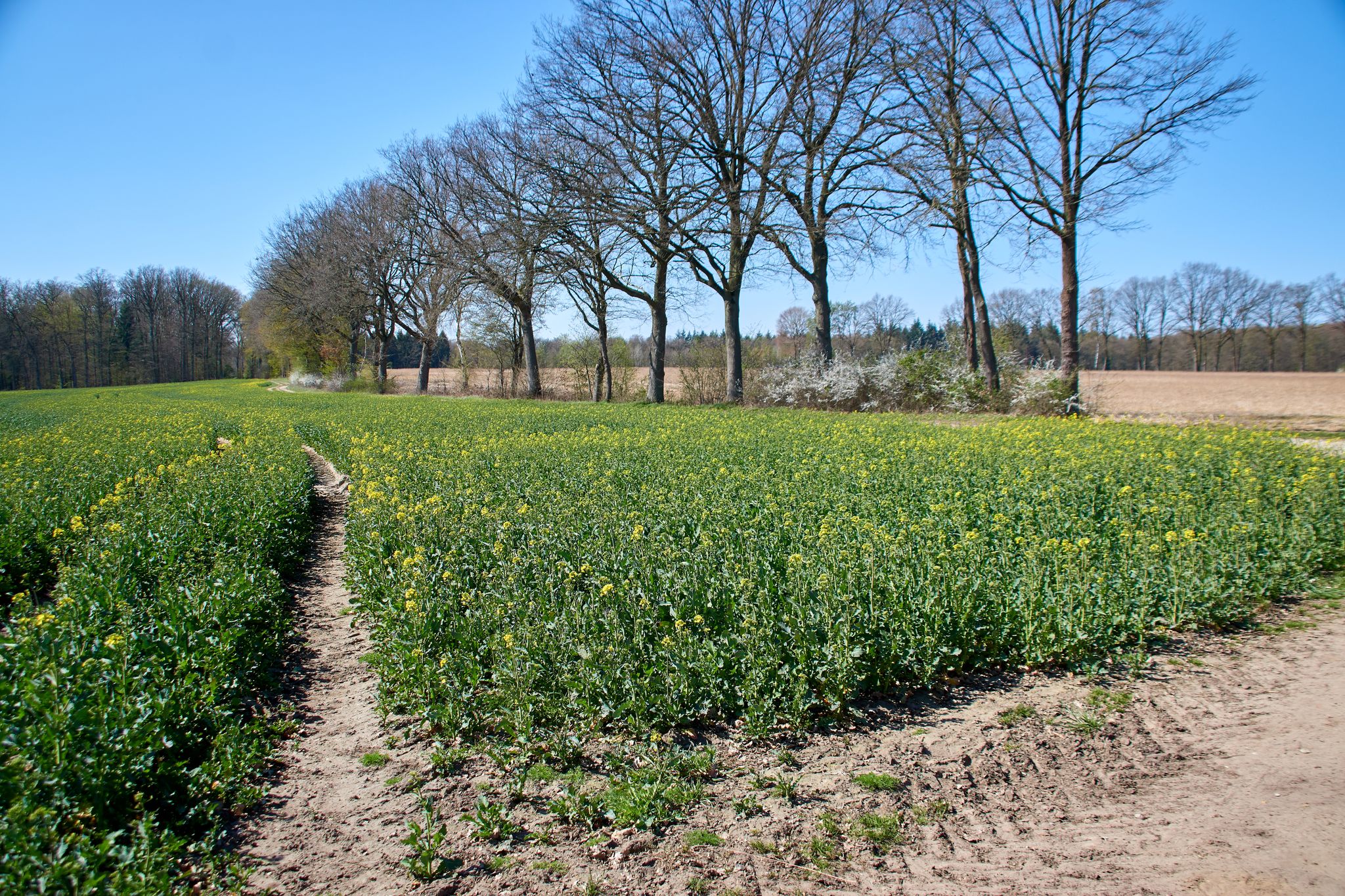 Die Rapsblüte beginnt
