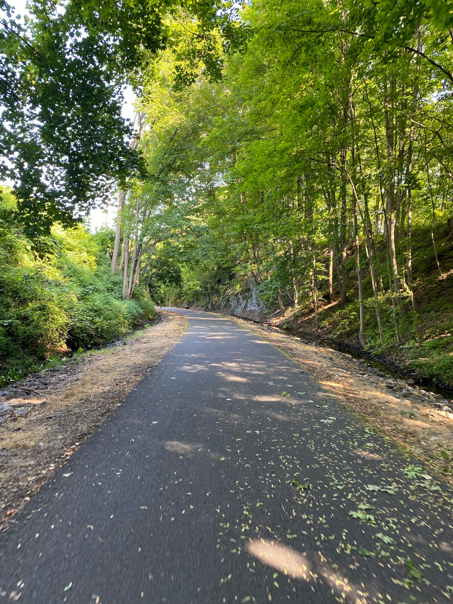 A paved path winds through a lush green forest on a sunny day. - 1889 Rail Bed Trail loop from Esopus