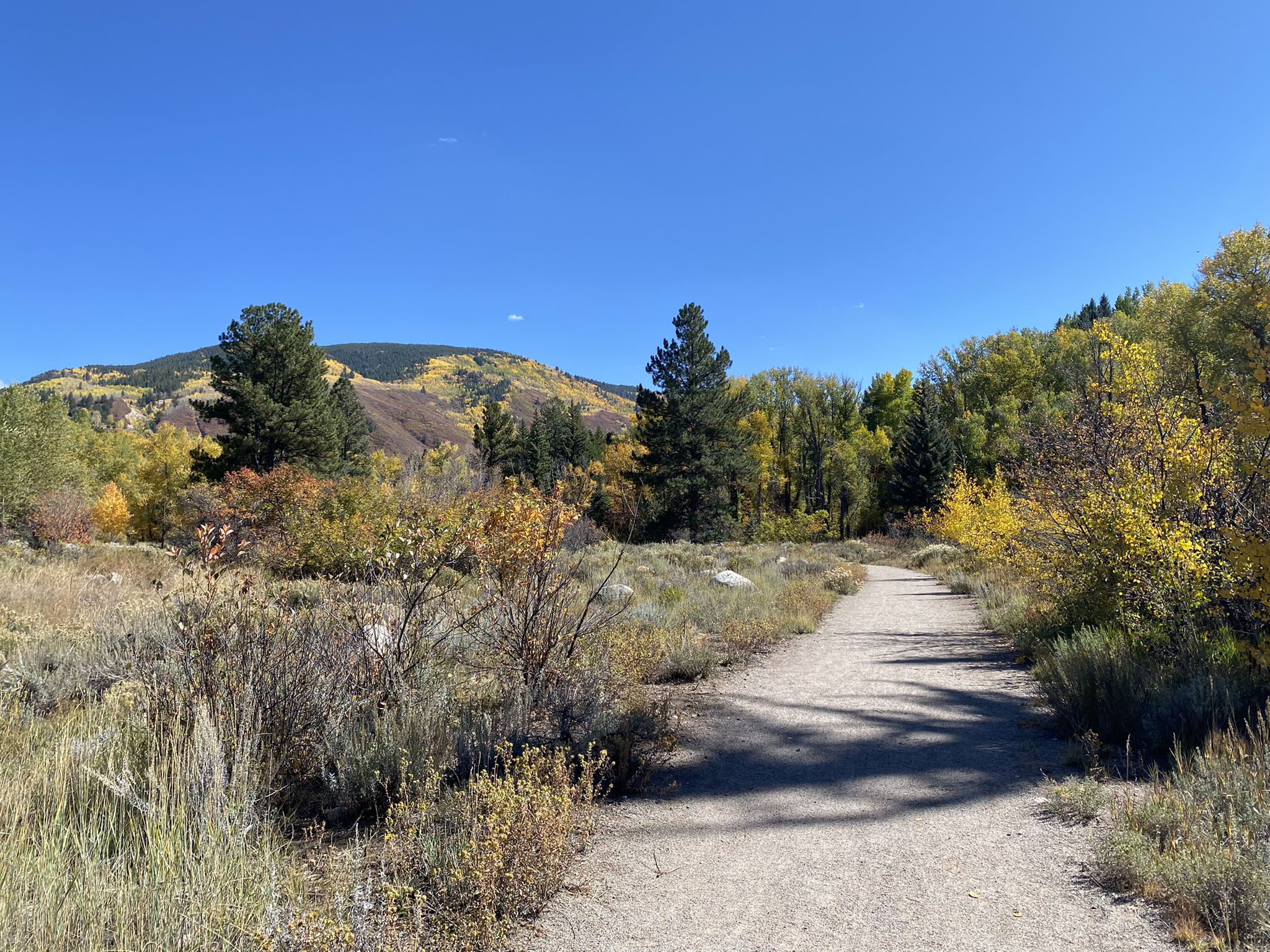 A sunny dirt path winds through colorful autumn trees towards a distant mountain. - Rio Grande and Meadows Trail Loop