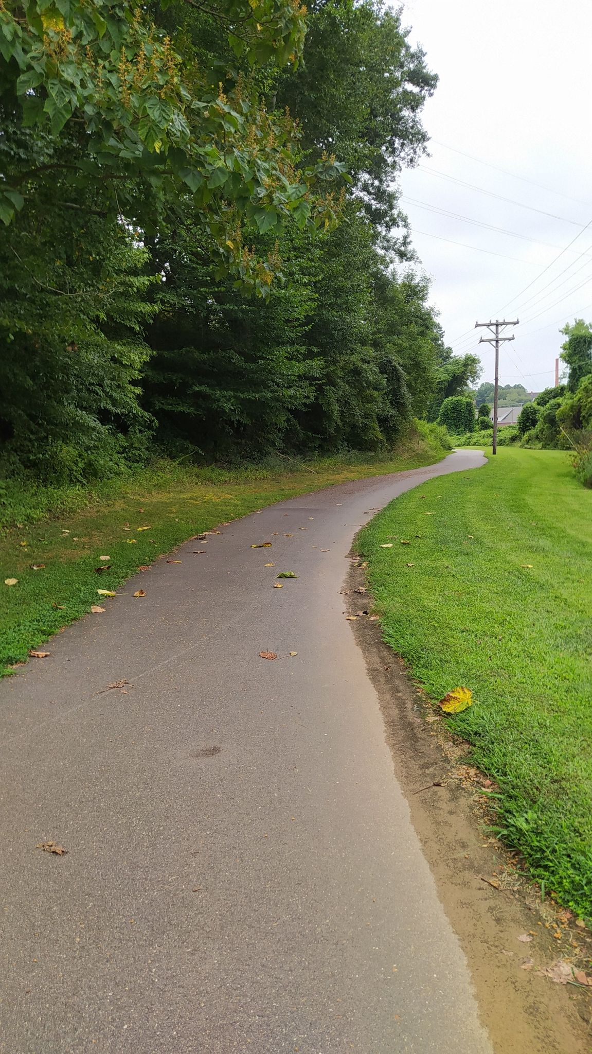 A winding paved path bordered by green grass and lush trees. - Salem Creek Greenway
