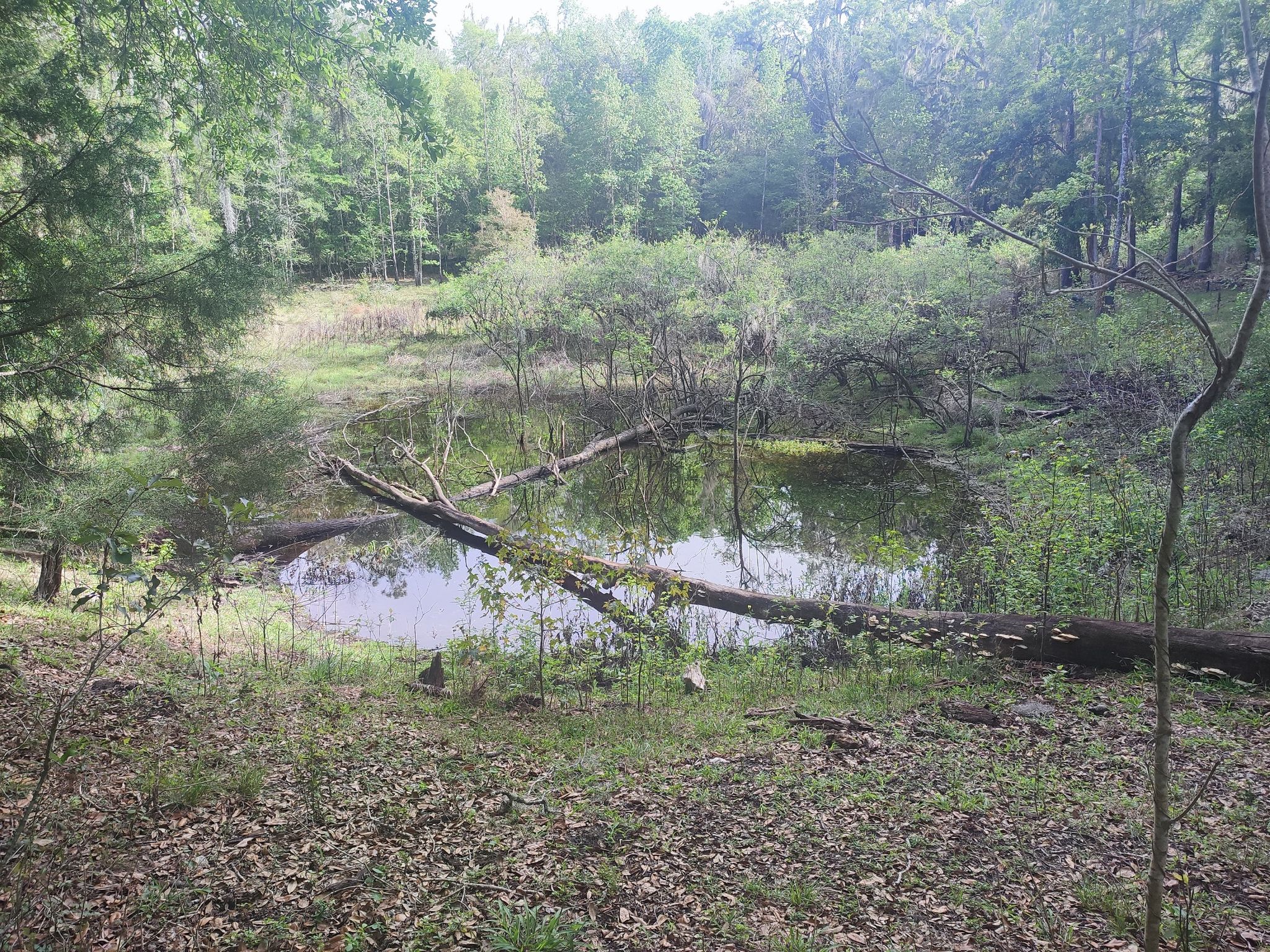 A dark pond in a forest with fallen logs and dense surrounding trees. - Tucker Hill Day Use Area – Tucker Hill Day Use Area loop from Tucker Hill