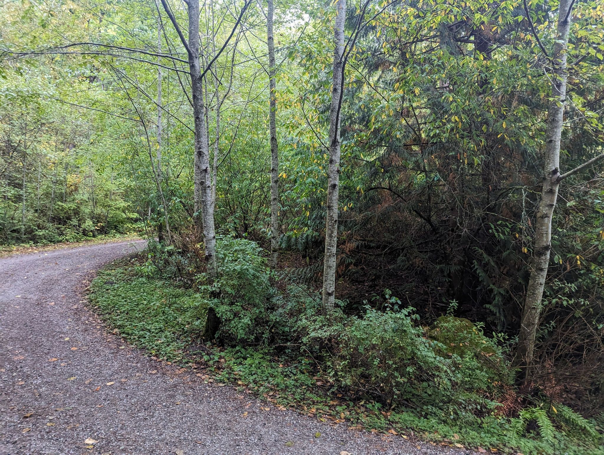 A gravel road curves gently through a forest with green foliage and tall trees. - Fairhaven Park Labyrinth – Fairhaven Park Labyrinth loop from Walk In Parking