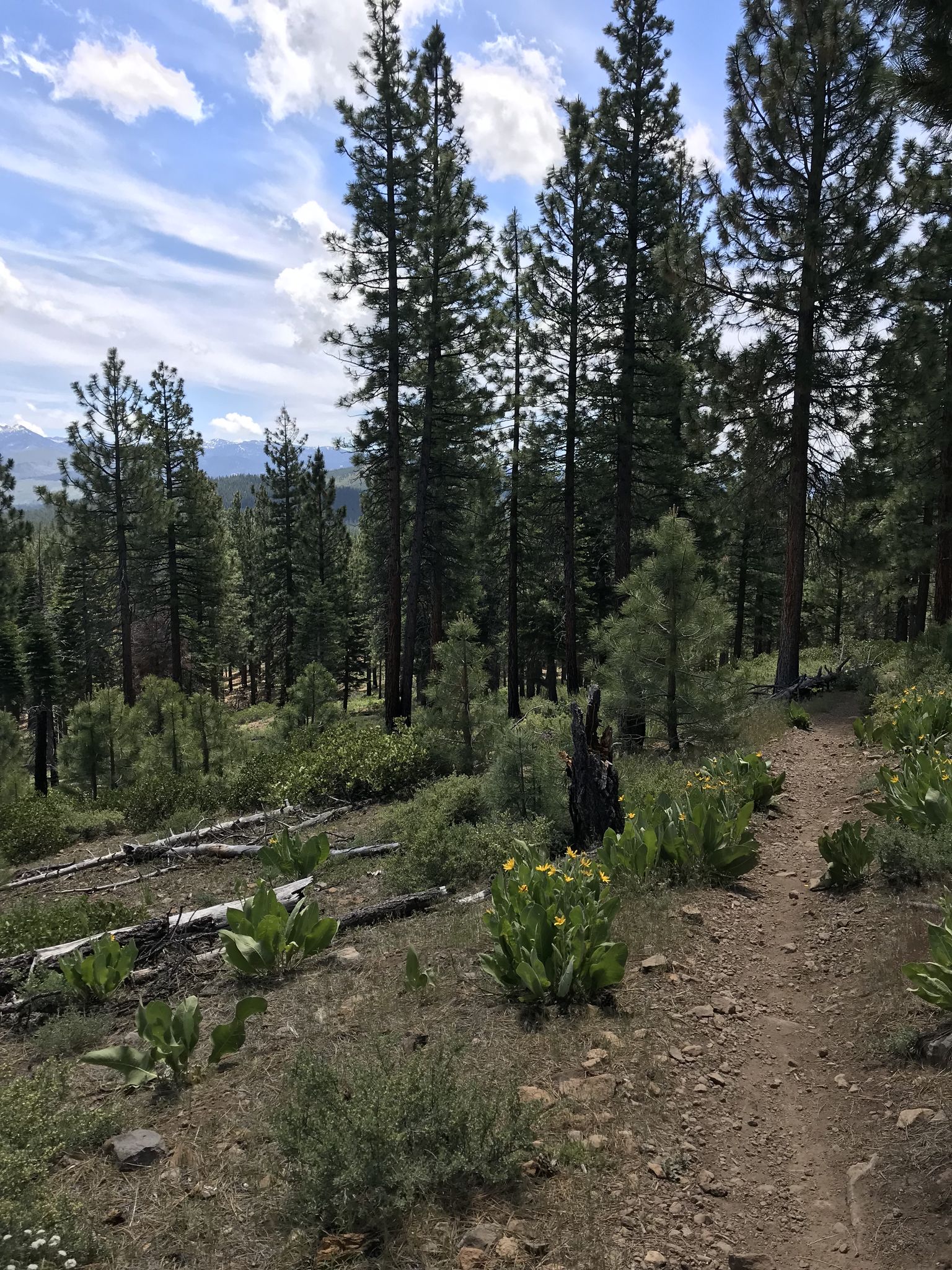 Dirt trail winding through a sunny pine forest with distant mountains. - Commemorative Overland Emigrant Trail