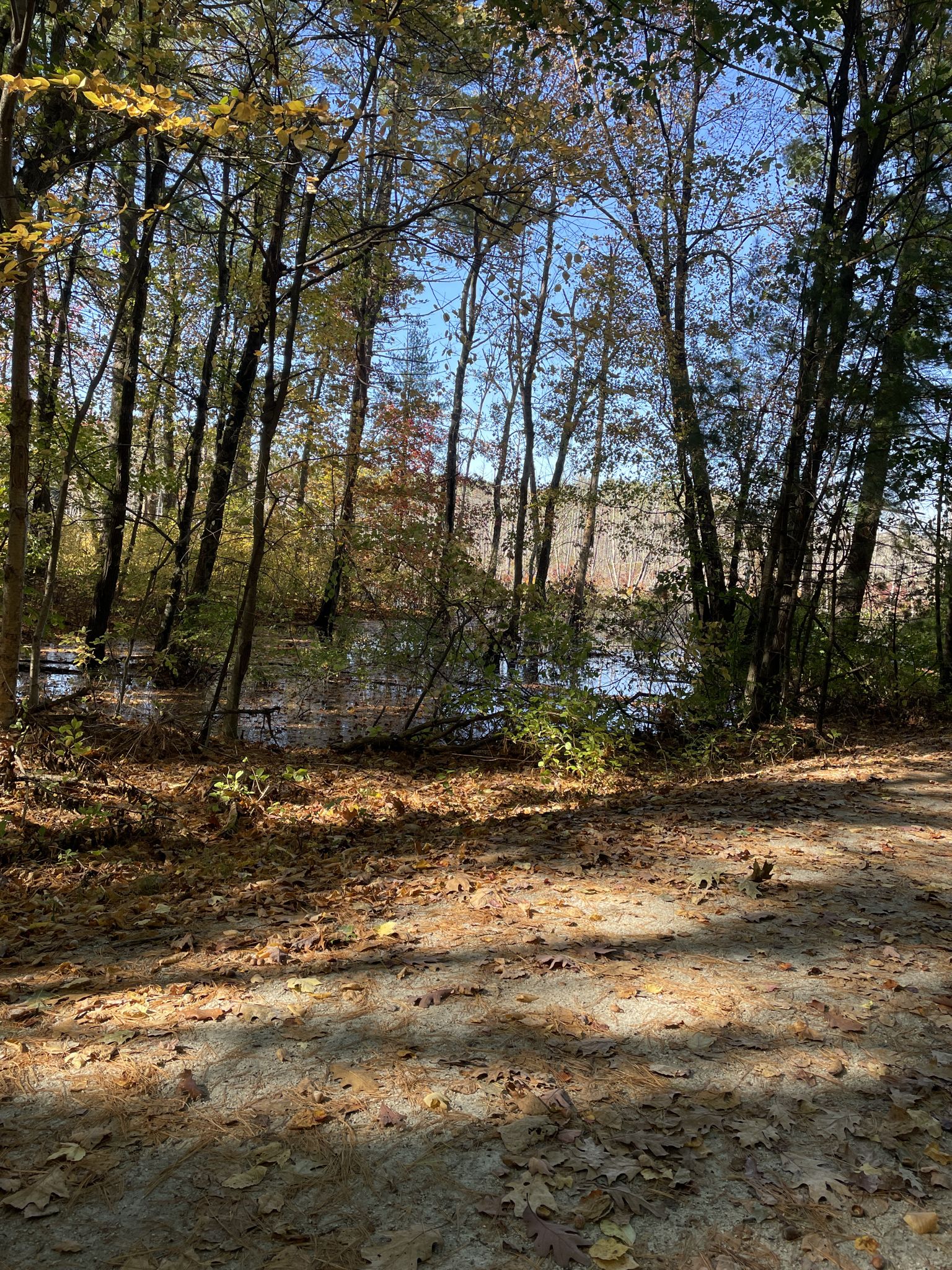 Sunny forest edge with fallen leaves and a glimpse of water through trees. - Upper Charles Rail Trail loop from Cedar Street Lot