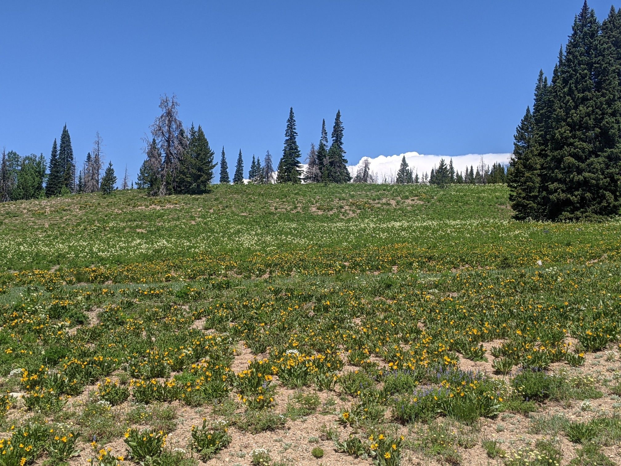 Sunny meadow with yellow wildflowers, evergreen trees, and distant snow-capped mountains. - North Walton Peak Trail