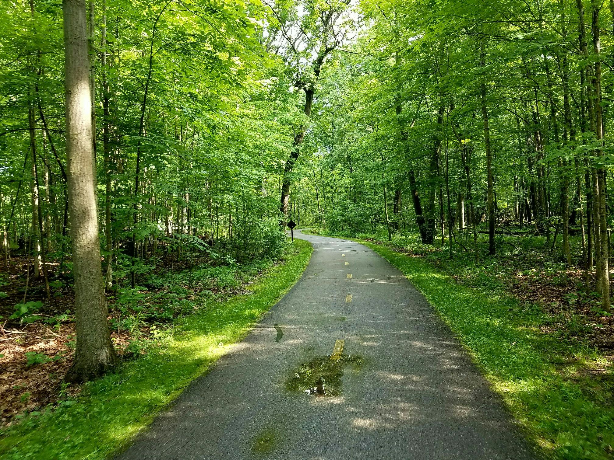 Paved path winding through a dense, sunlit green forest. - Lake Erie Metropark Greenway