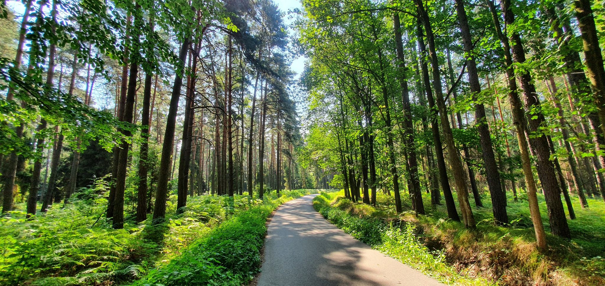 Lasy kobiórskie