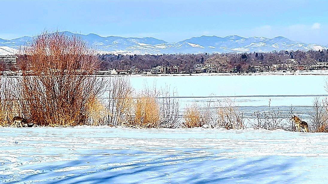 Two deer in a snowy landscape by a frozen lake with distant mountains. - Sloan's Lake Trail