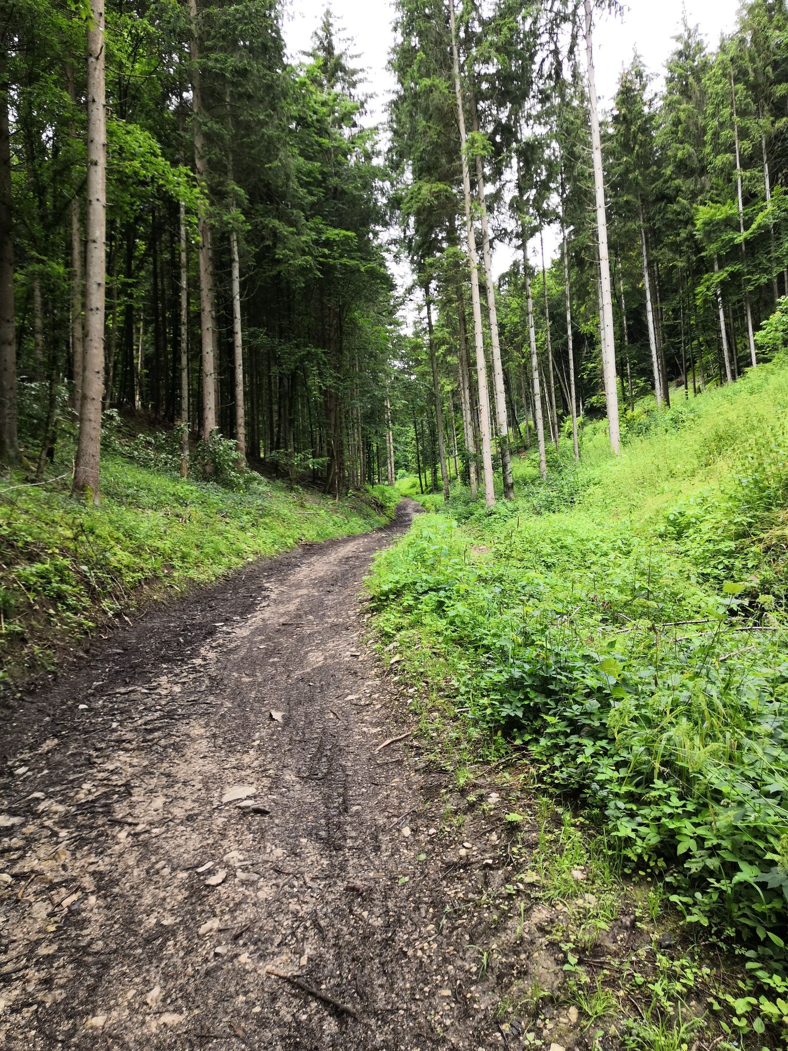 Trail 