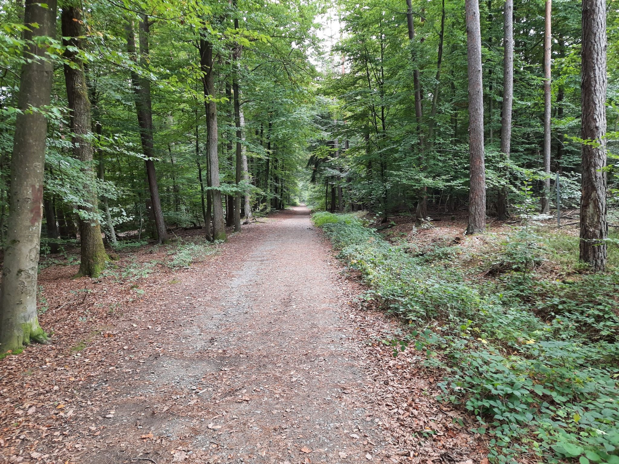 Waldabfahrt (Radweg) zum Seewoog