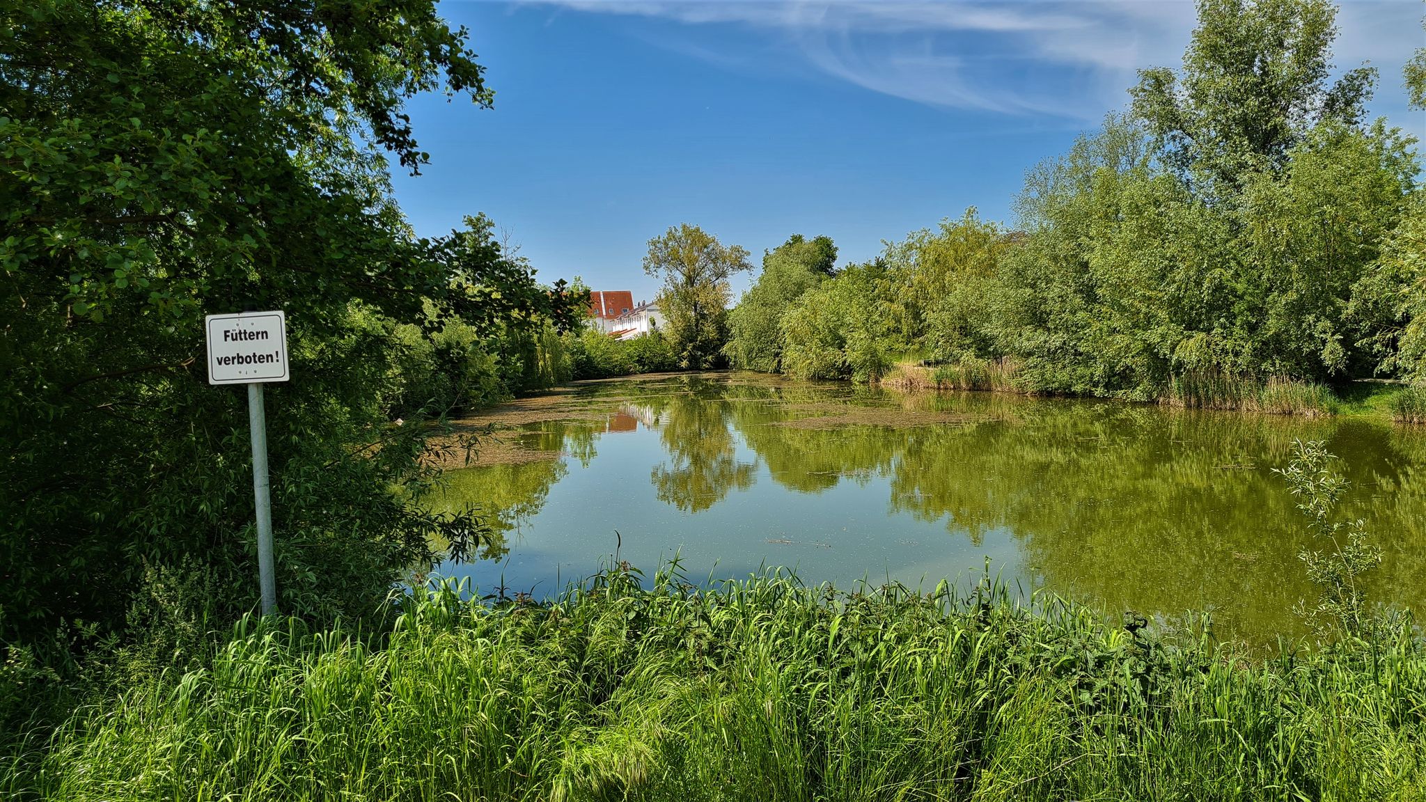 Schöner Teich