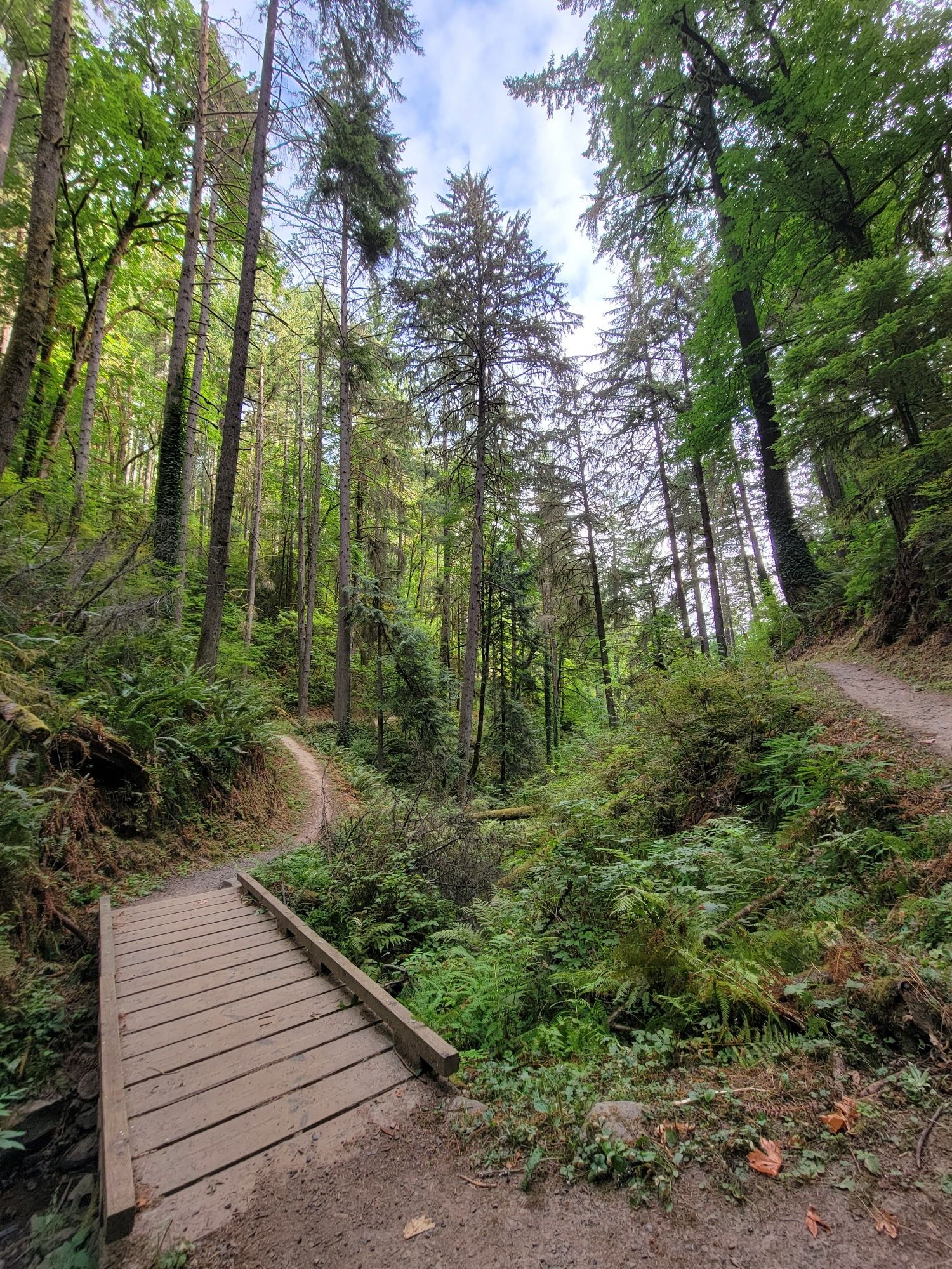 Wooden bridge over stream, winding dirt paths through a lush, sunlit forest. - St. Johns Bridge Viewpoint loop from Forest Park