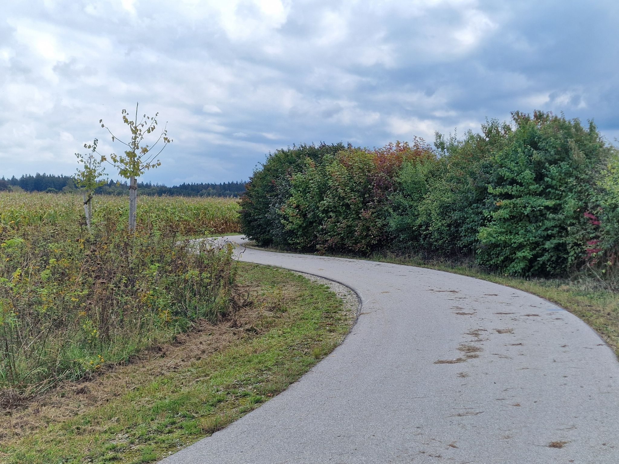 Skatertraum bei Dürrnhaar (trotz Mais)