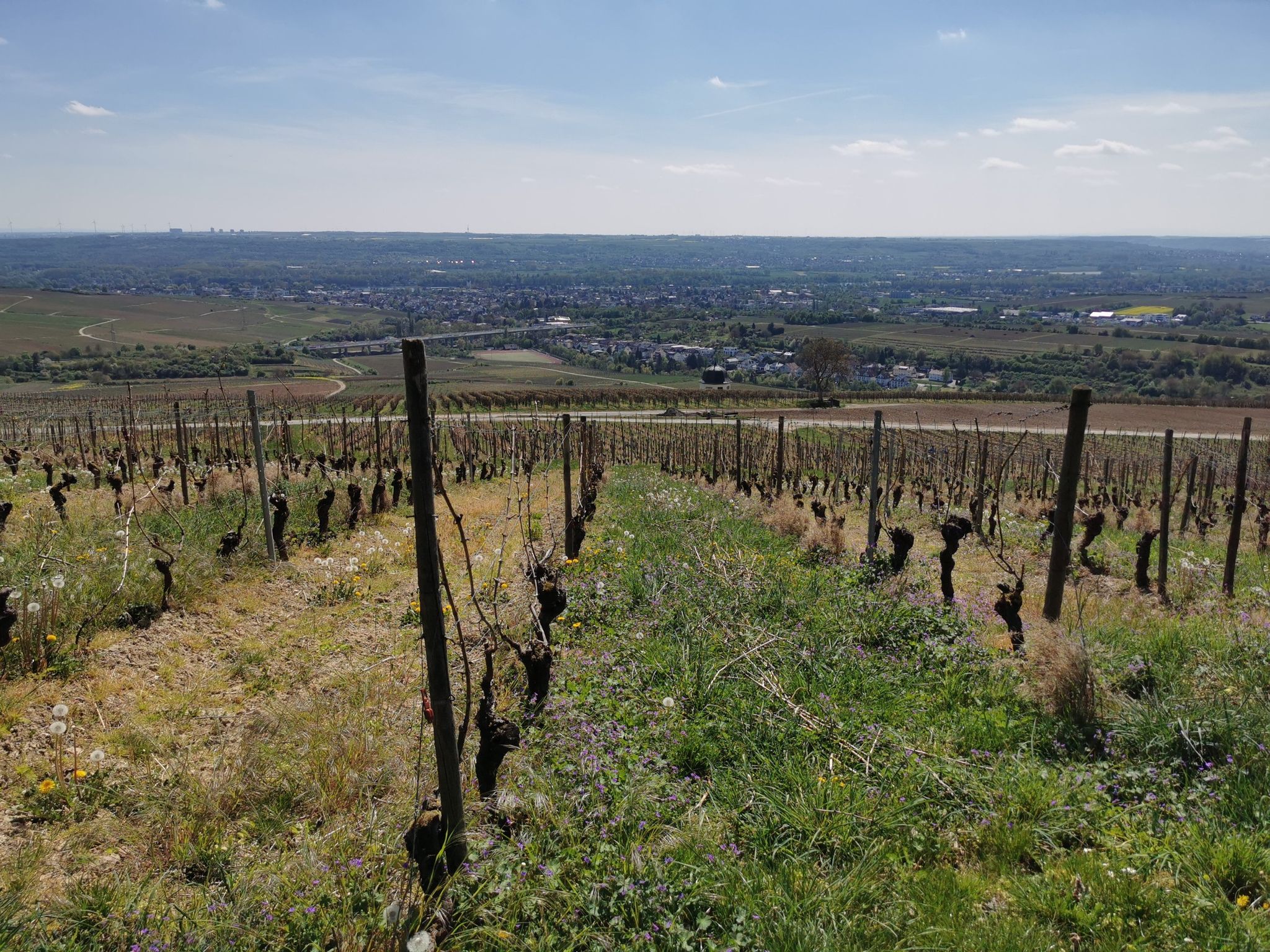 Bubenhäuser Höhe mit Blick auf Eltville