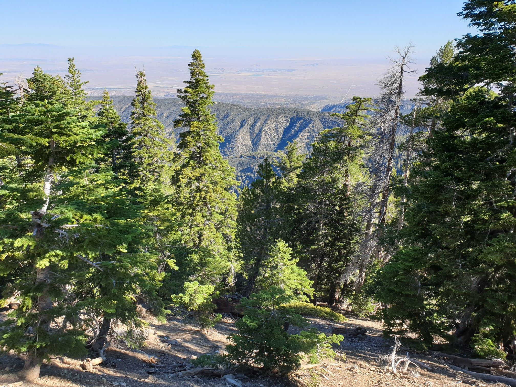 Dense evergreen forest on a mountain slope with a hazy valley view. - Big Horn Mine Trail