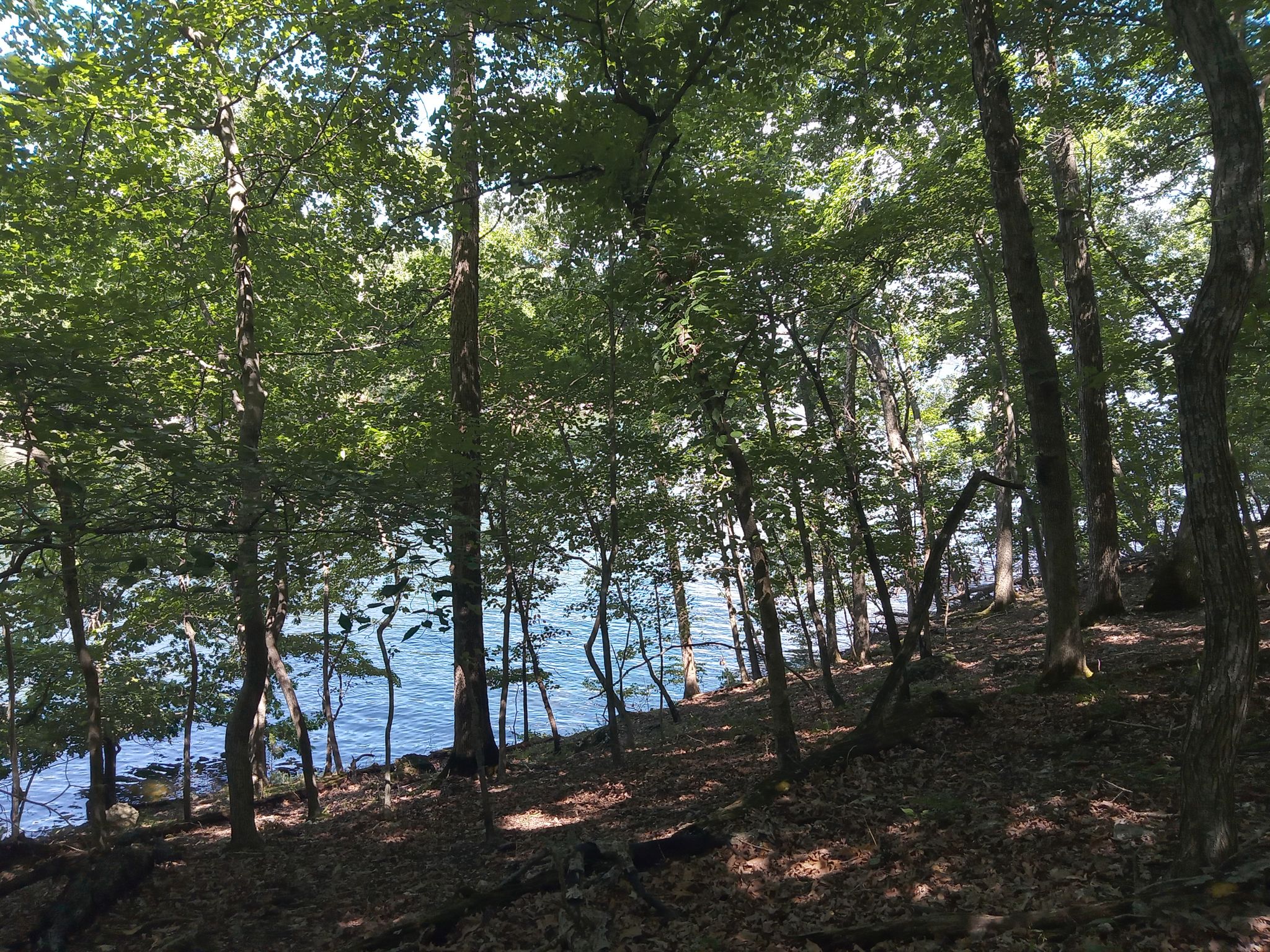 Dappled sunlight illuminates a dense forest overlooking a calm body of water. - Rocky Top Trail