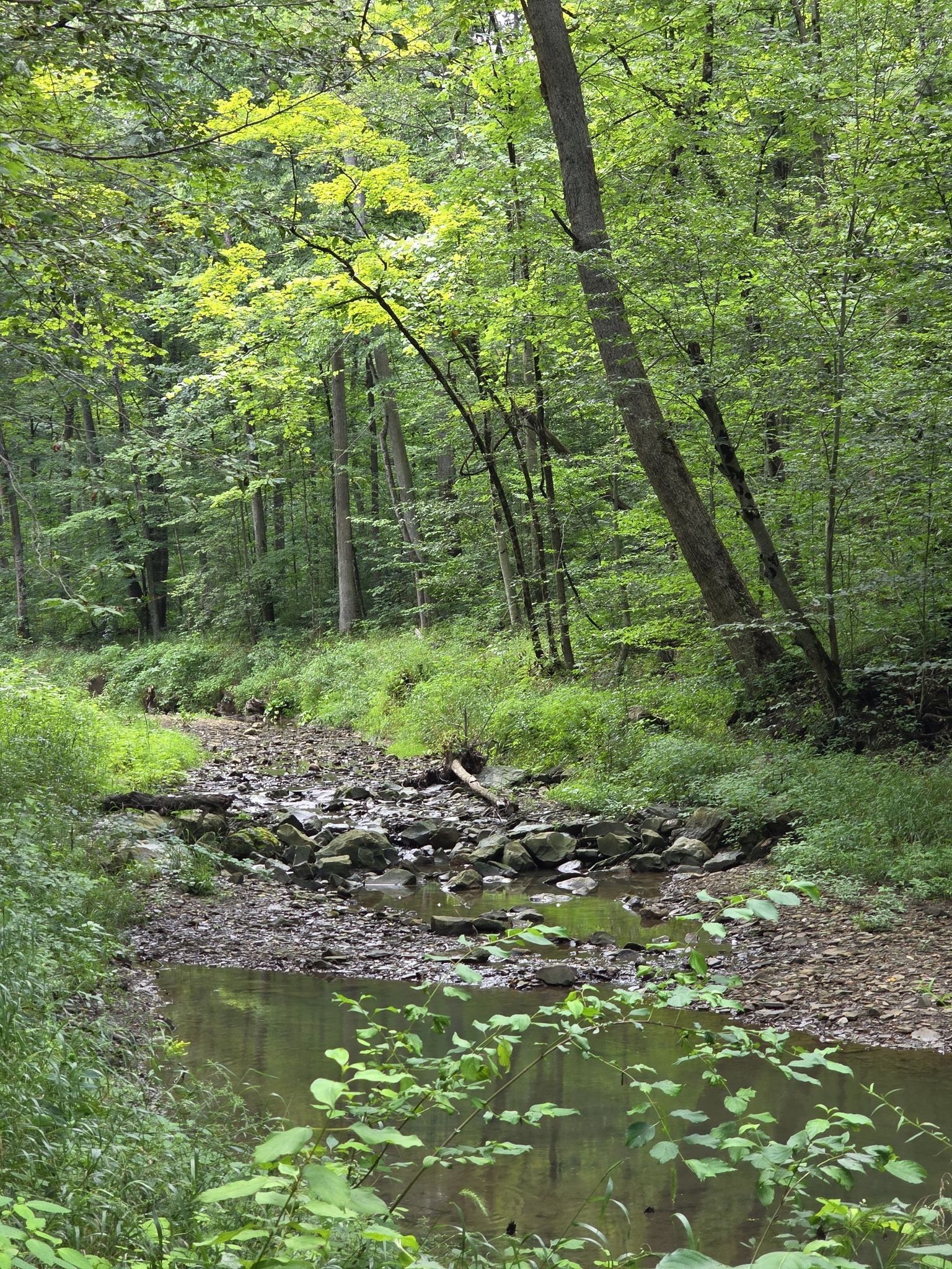 A small rocky stream flows through a dense green forest on a bright day. - Hinckley Bridle Trail
