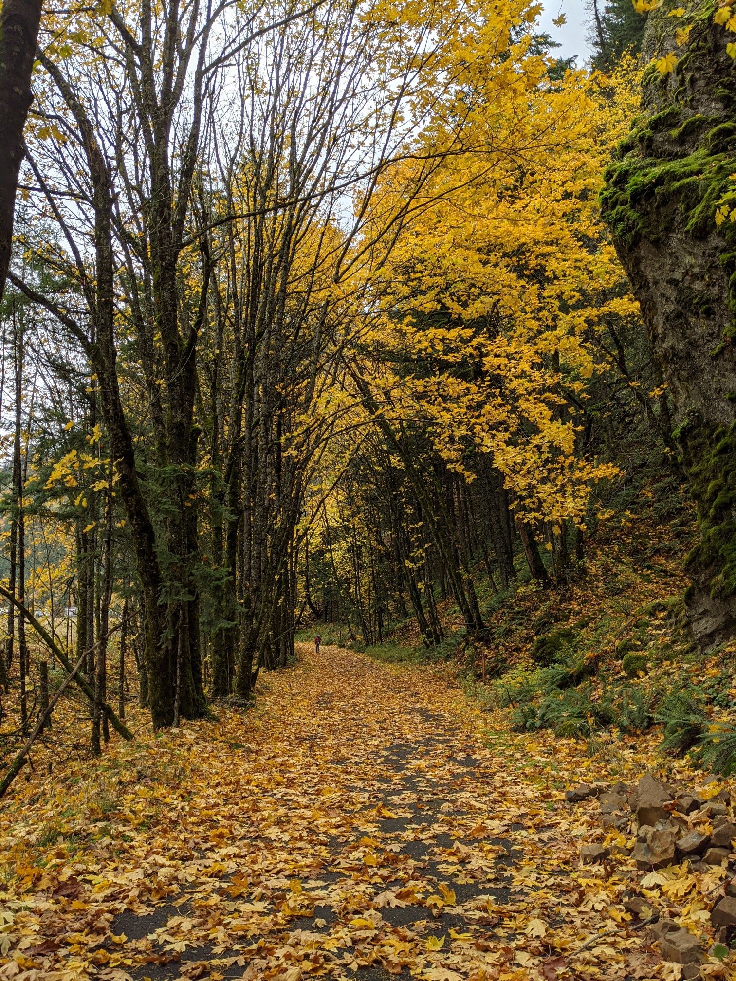 A forest path covered in bright yellow autumn leaves under a canopy of trees. - Mt. Defiance Trailhead – Starvation Creek State Park loop from Viento State Park