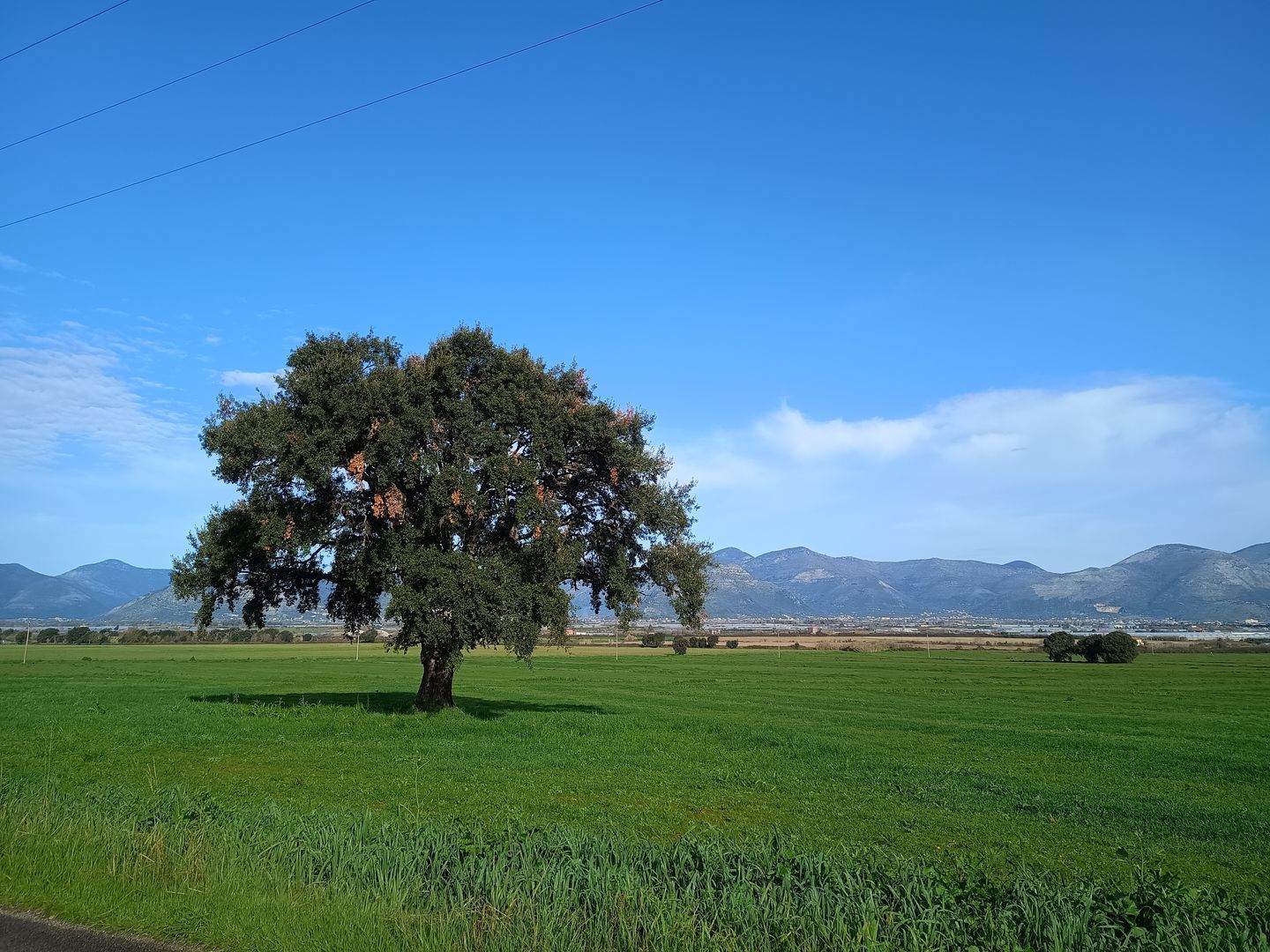 Leccio maestoso in loc. San Raffaele, è sempre il solito ma mi piace fotografarlo.