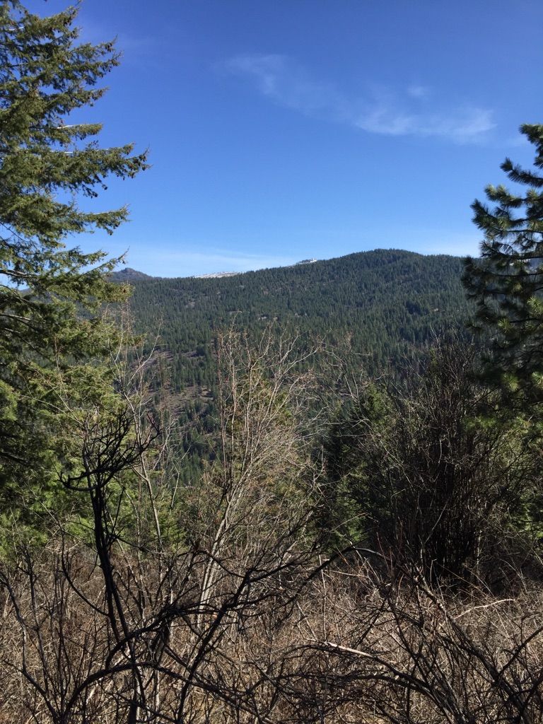 Dense green forest covers rolling hills under a bright blue sky. - Liberty Lake Campground – Liberty Creek Waterfalls loop from MacKenzie Natural Area