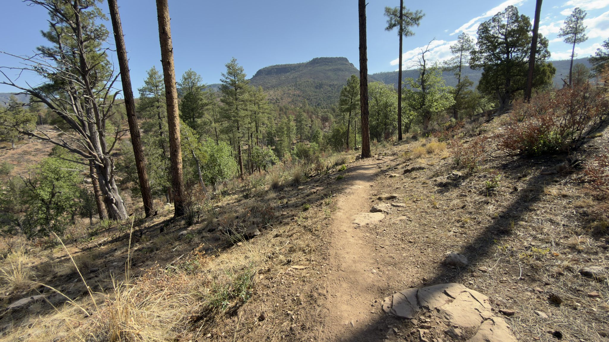 Sunny dirt trail winding through a pine forest with distant mountains. - Pine – Pine, Arizona loop from Pine