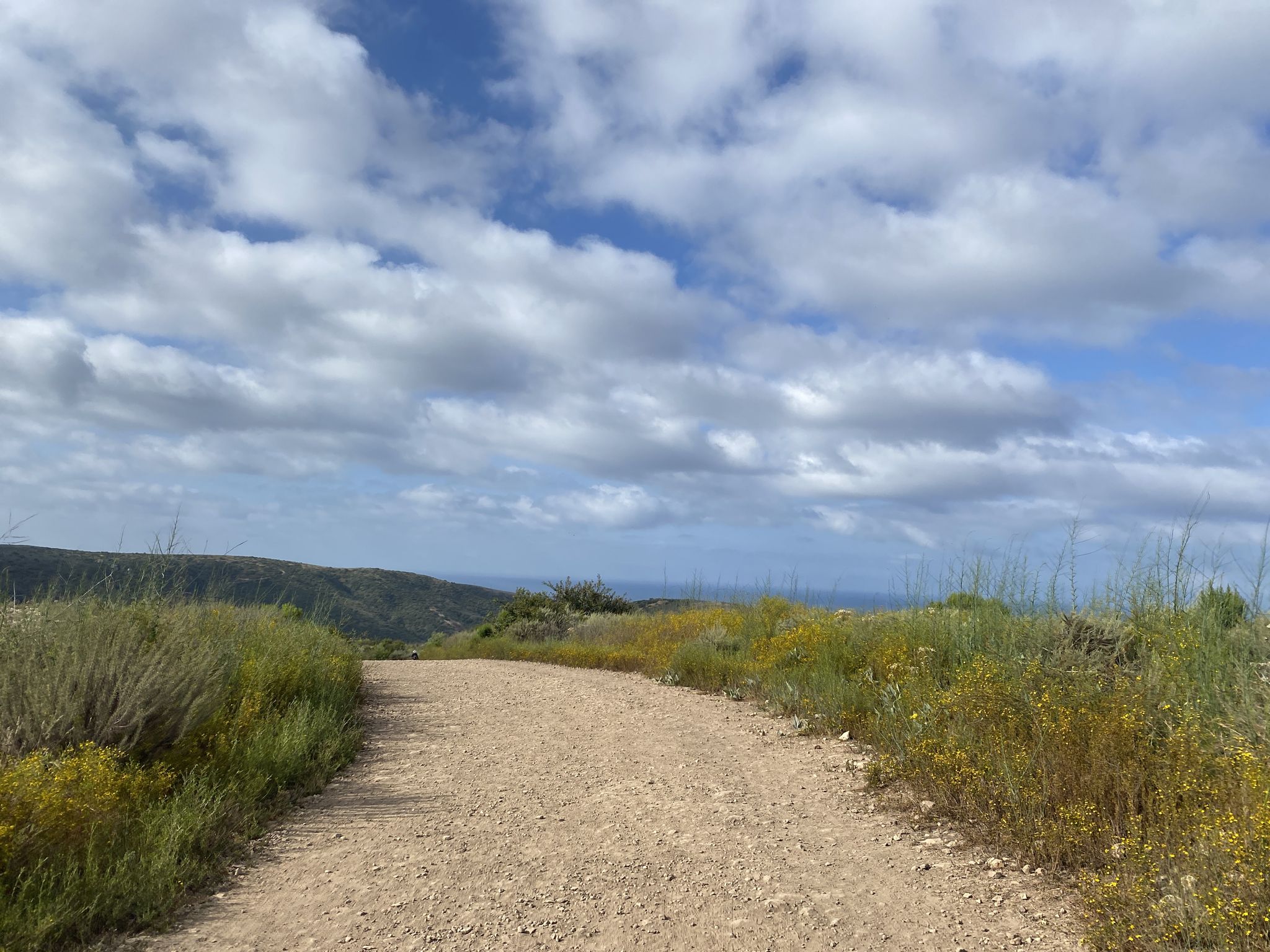 A dirt road through wildflowers with distant ocean views under a cloudy sky. - Rattlesnake Trail Loop