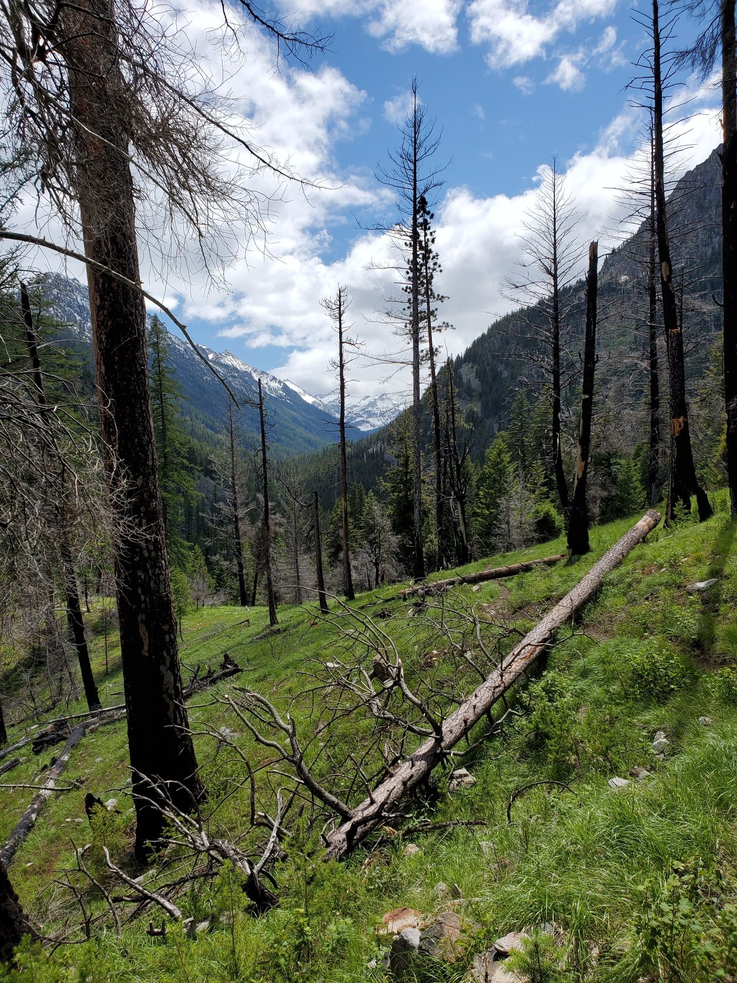 Grassy hillside with fallen log, dead trees, and distant mountains under cloudy sky. - Ice Lake Trail