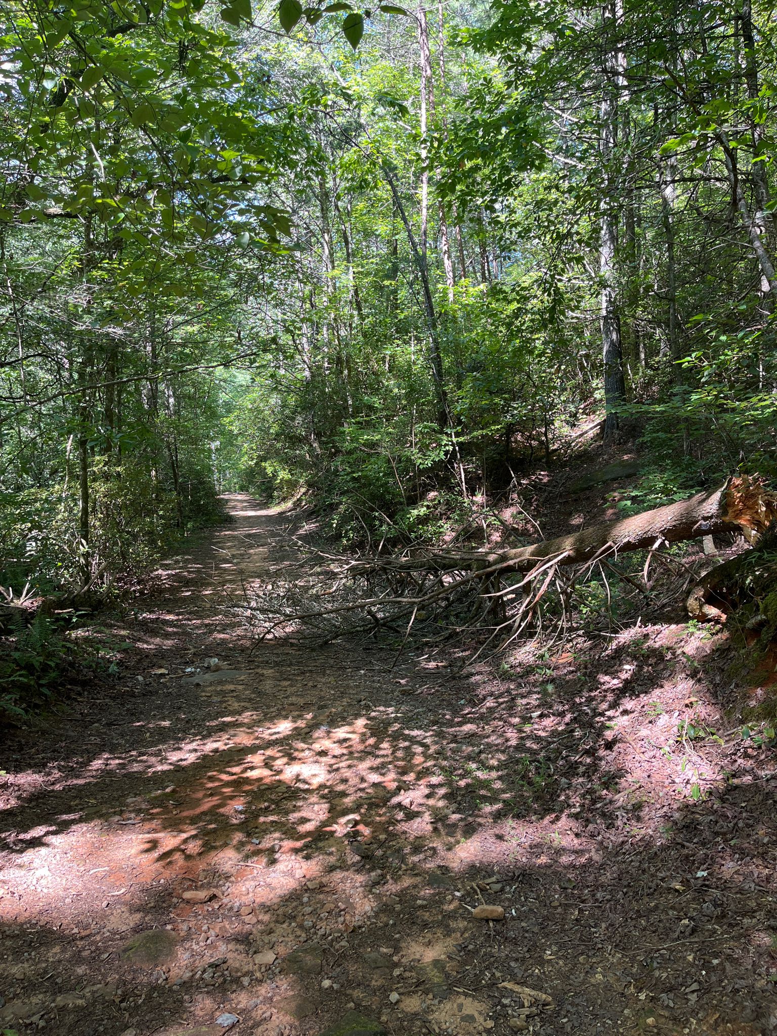 A sun-dappled forest path blocked by a large fallen tree. - Stonewall Falls and White Twister Trail