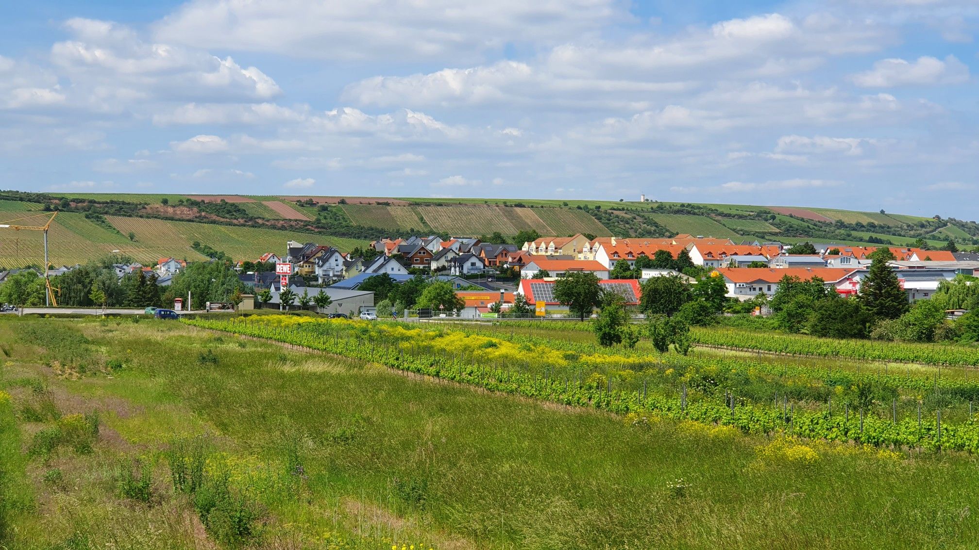 Blick auf Nierstein