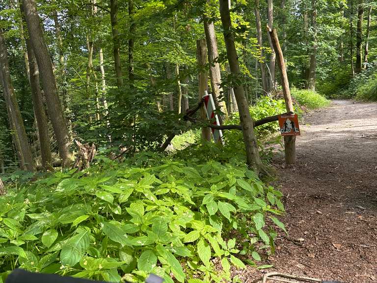 Flowtrailing #20 | mountain bike ride | Komoot